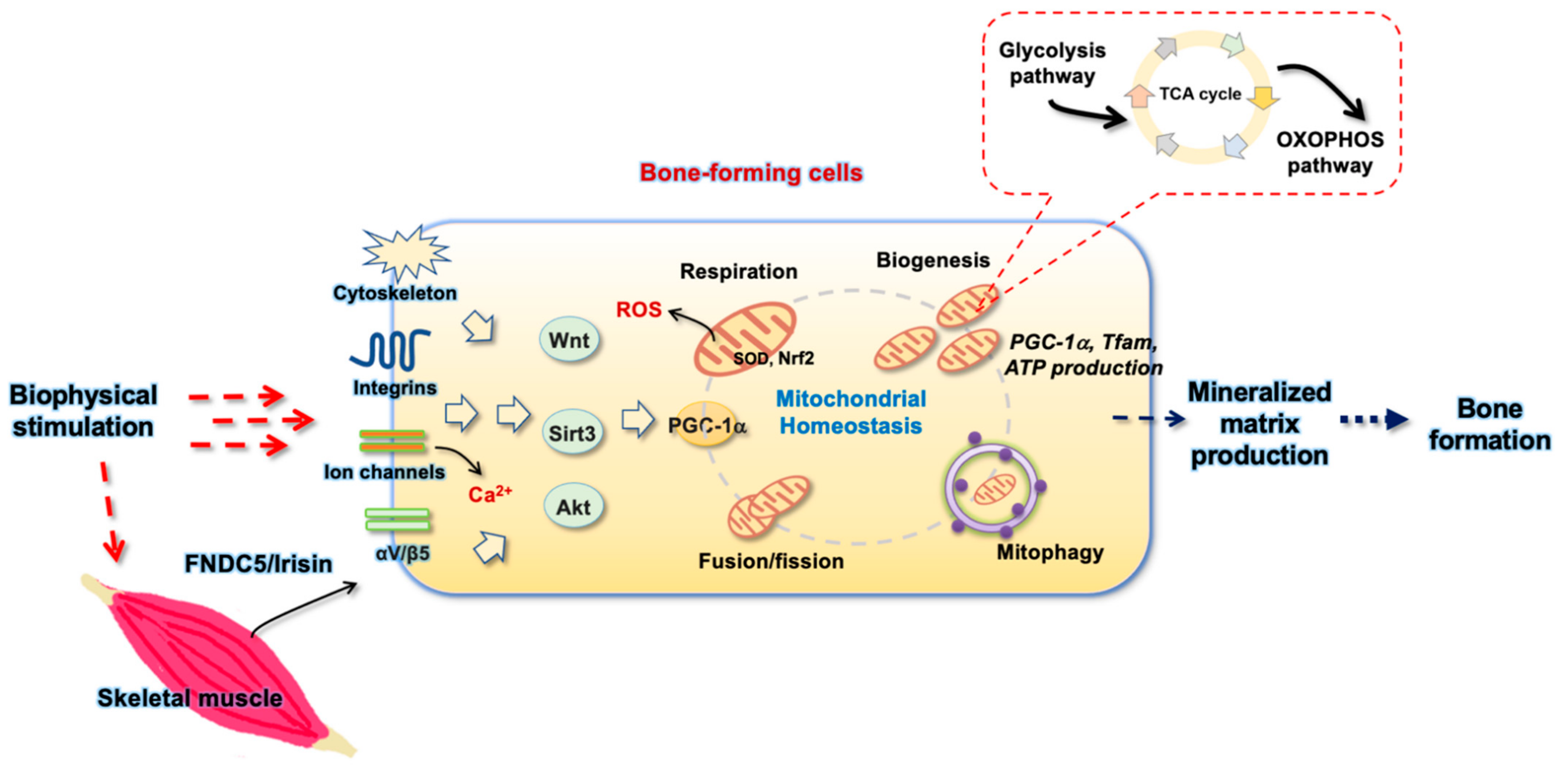 Antioxidants 10 01394 g002