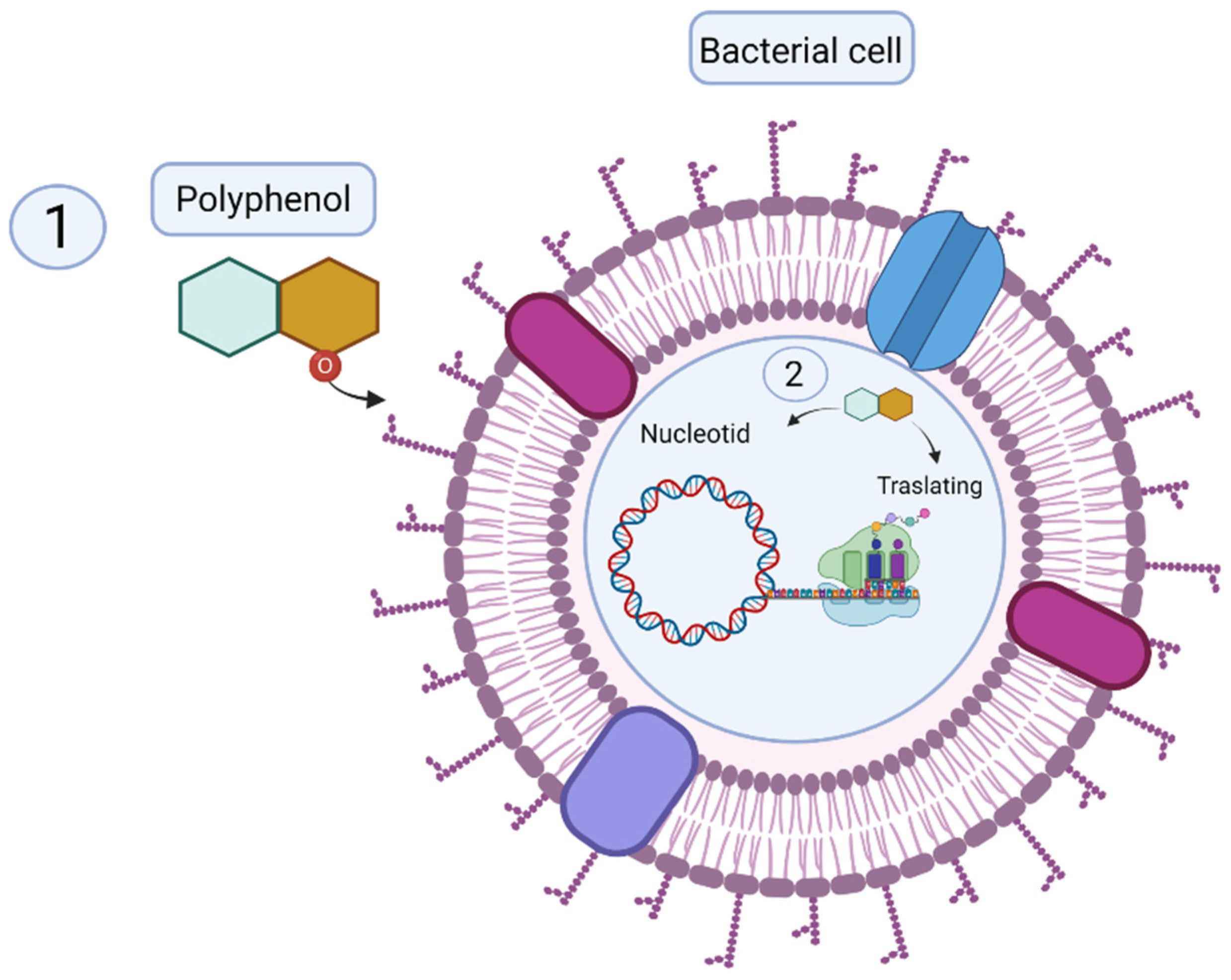 Antioxidants 10 01396 g001
