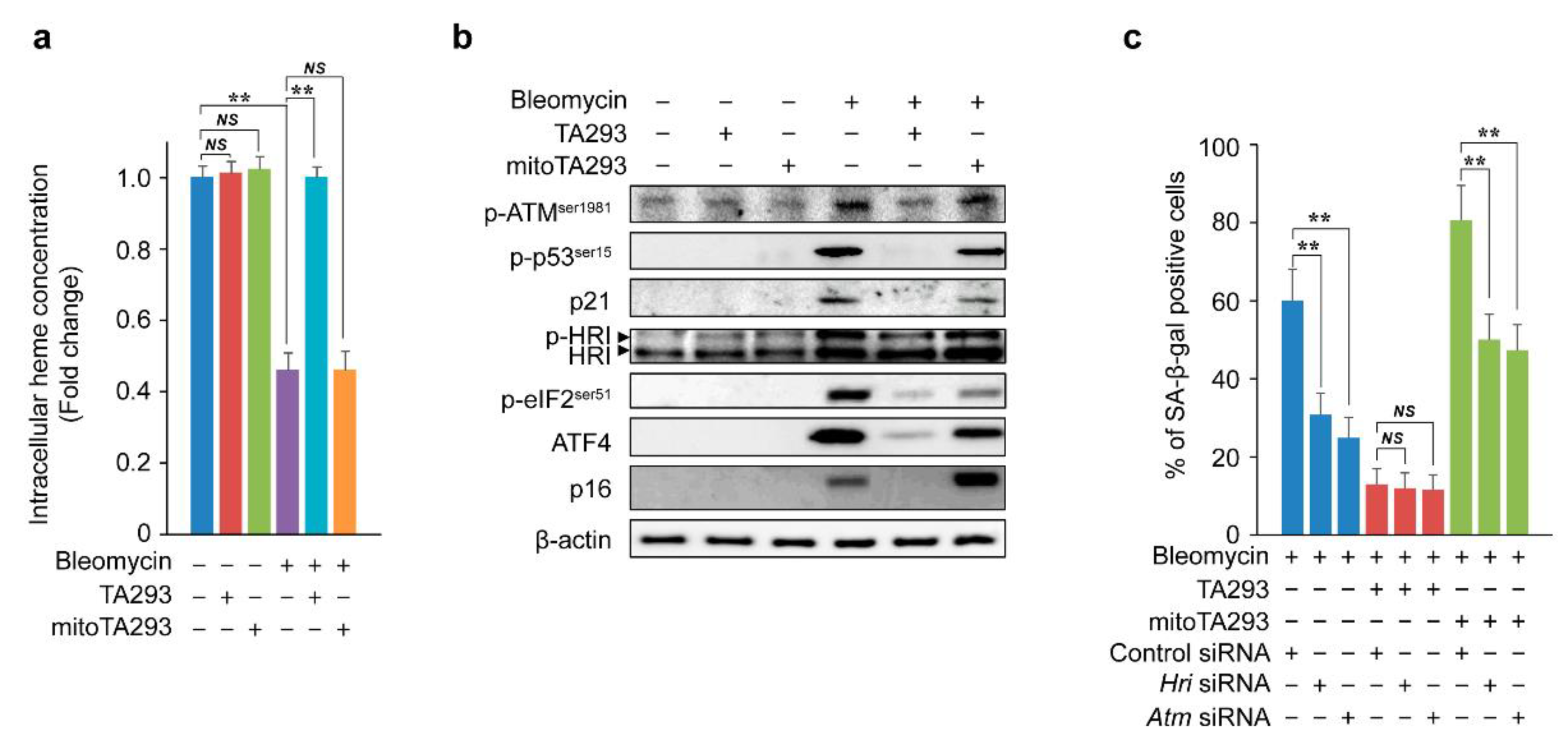 Antioxidants 10 01398 g005 Antioxidants 10 01398 g005