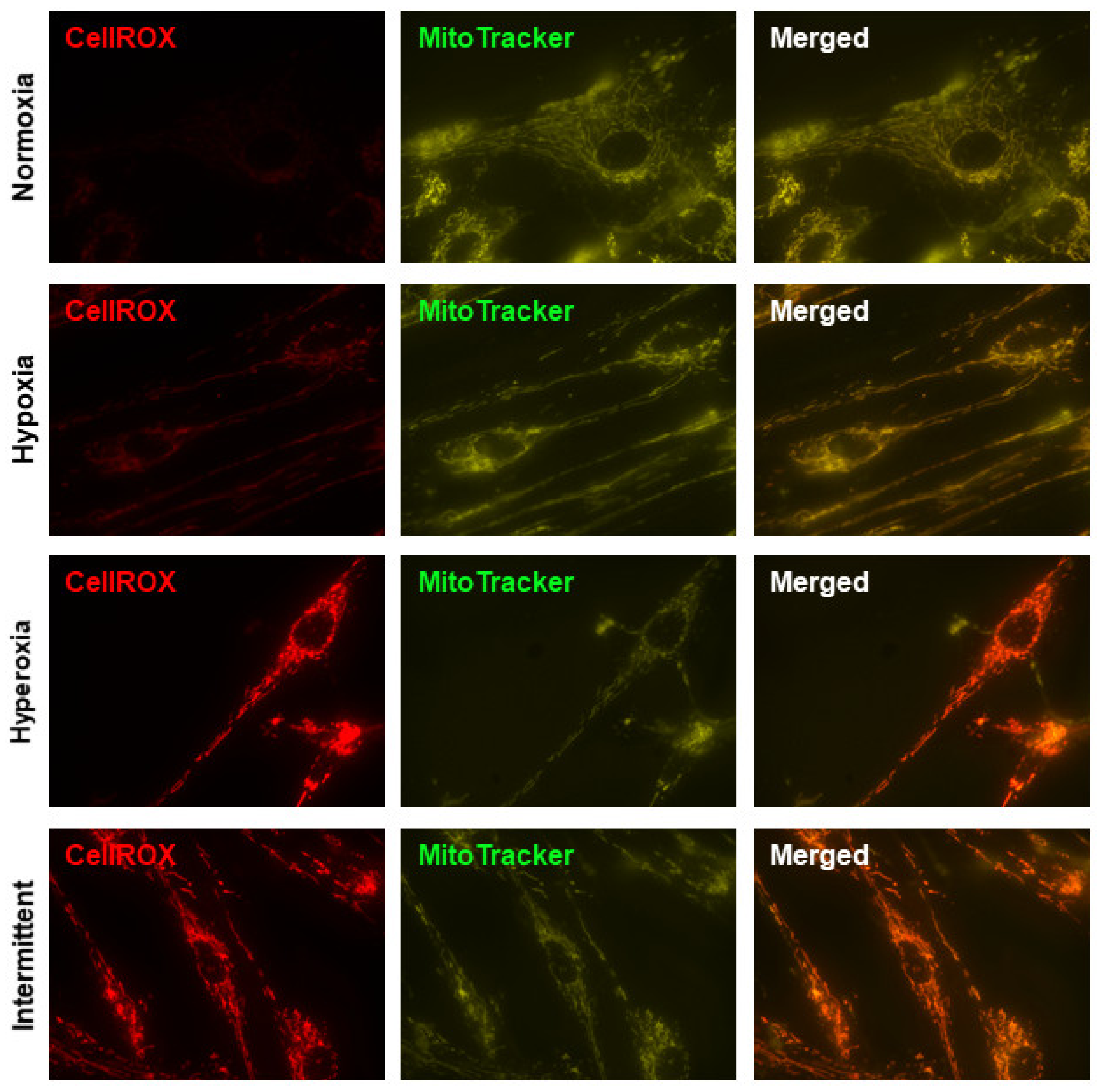 Antioxidants 10 01400 g001