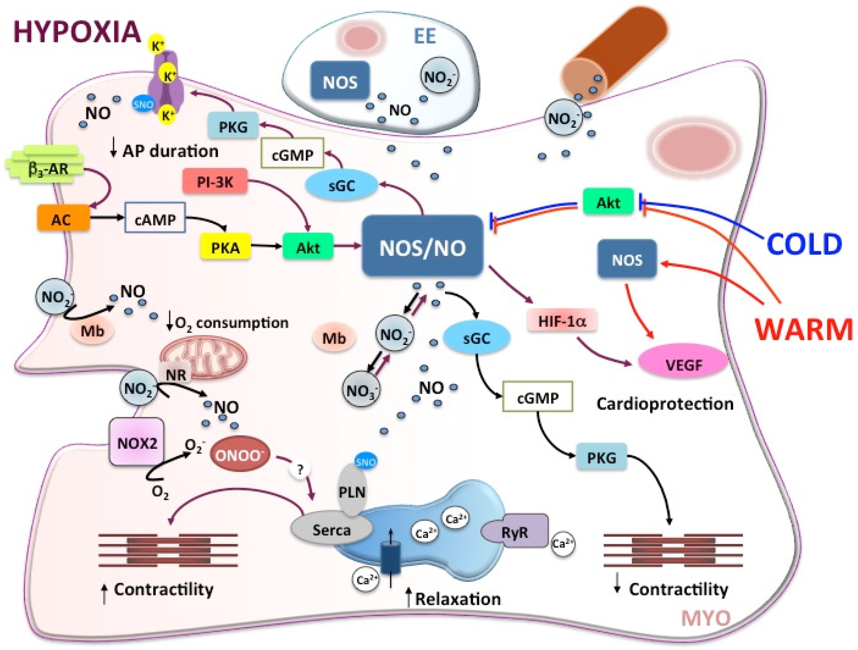 Antioxidants 10 01401 g002