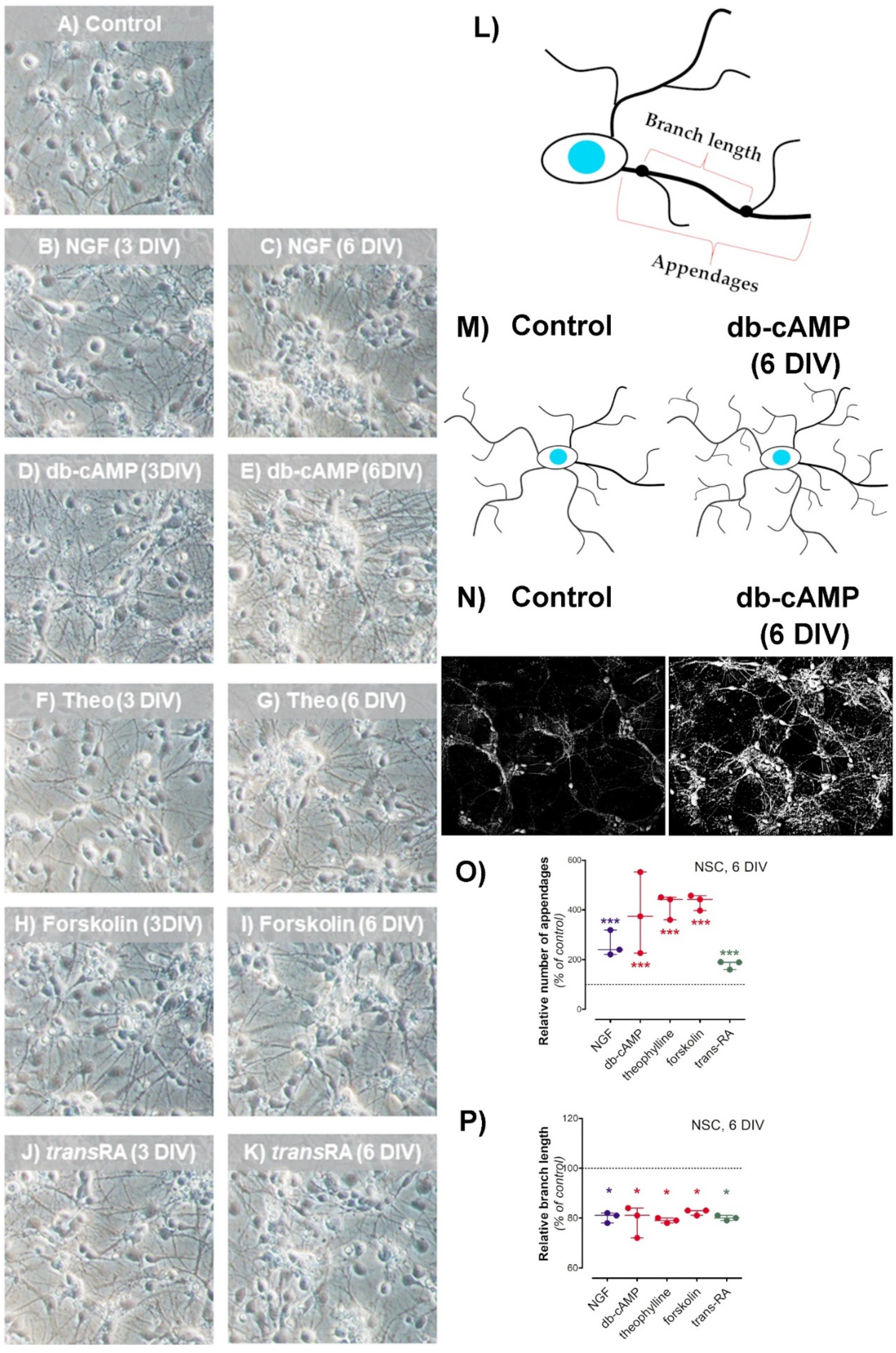 Antioxidants 10 01404 g002