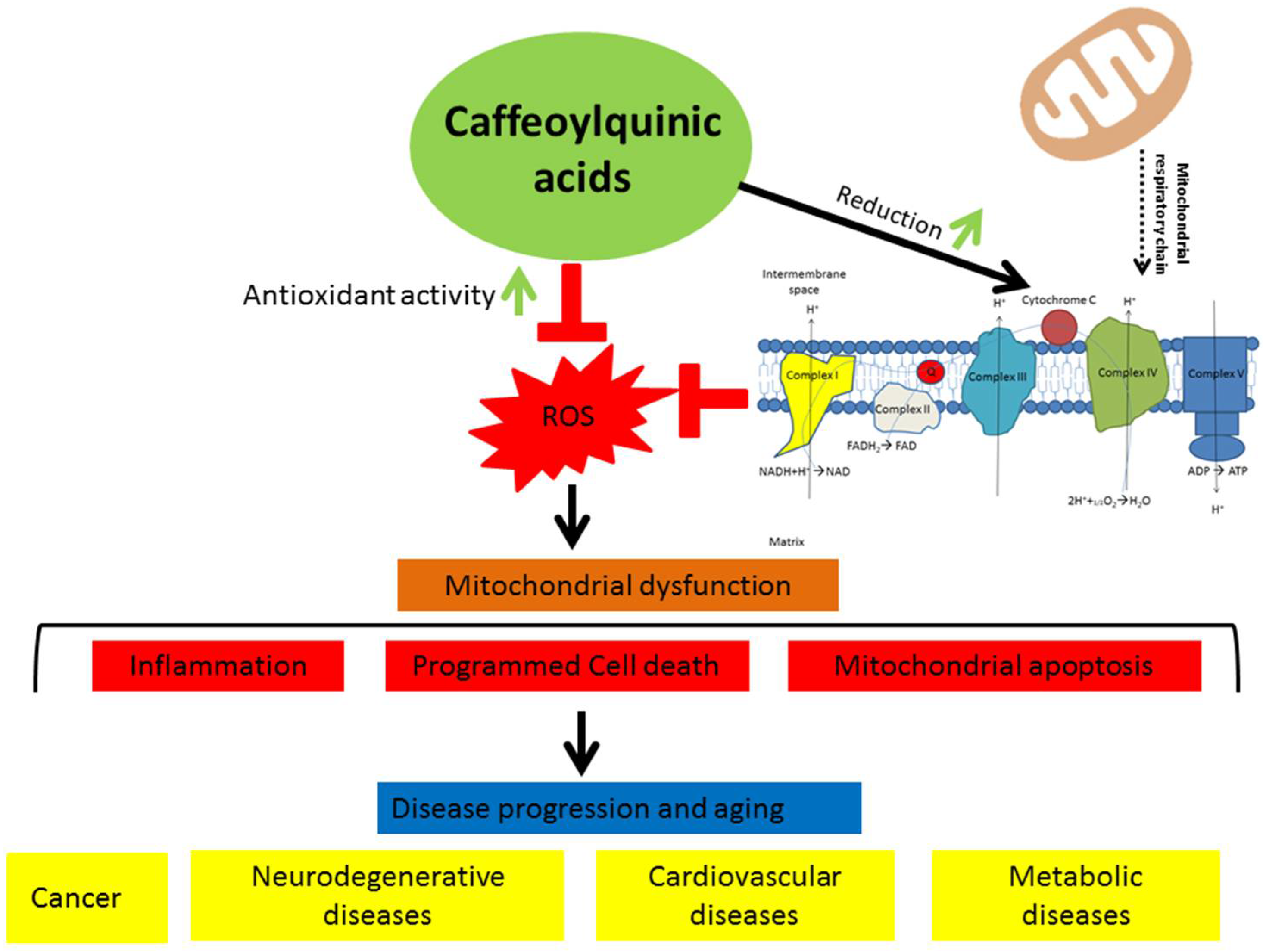 Antioxidants 10 01405 g008