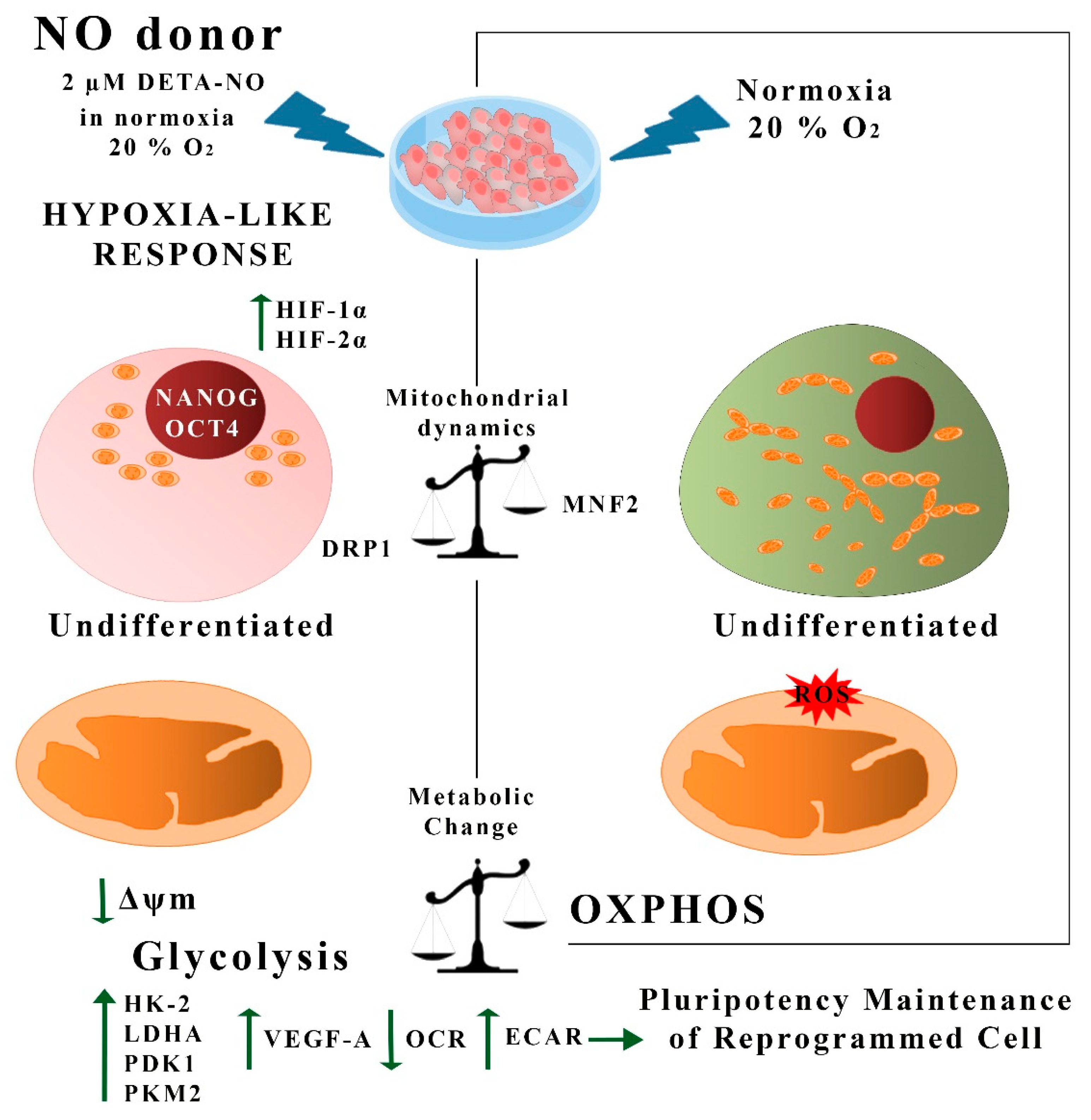 Antioxidants 10 01408 g009
