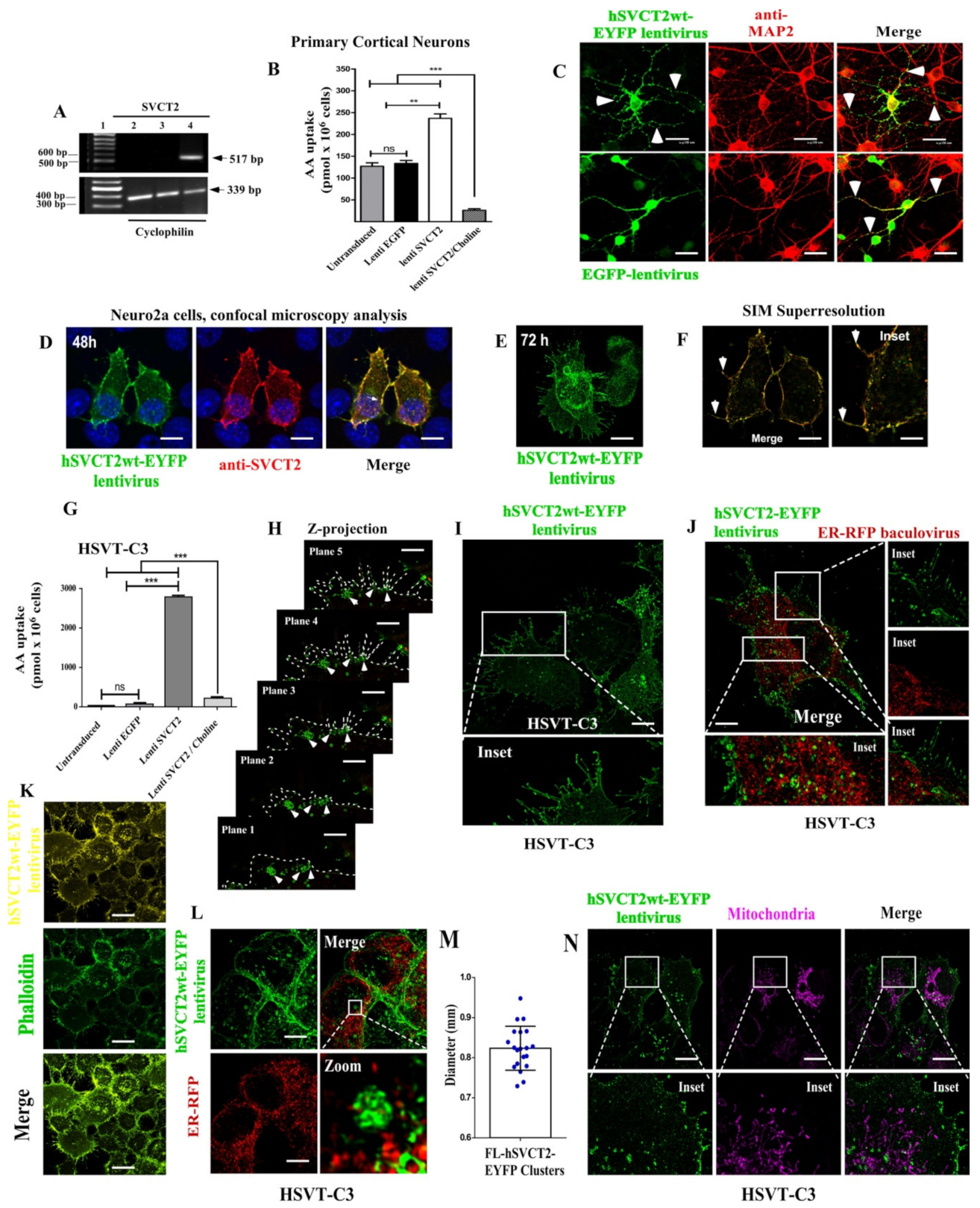 Antioxidants 10 01413 g001