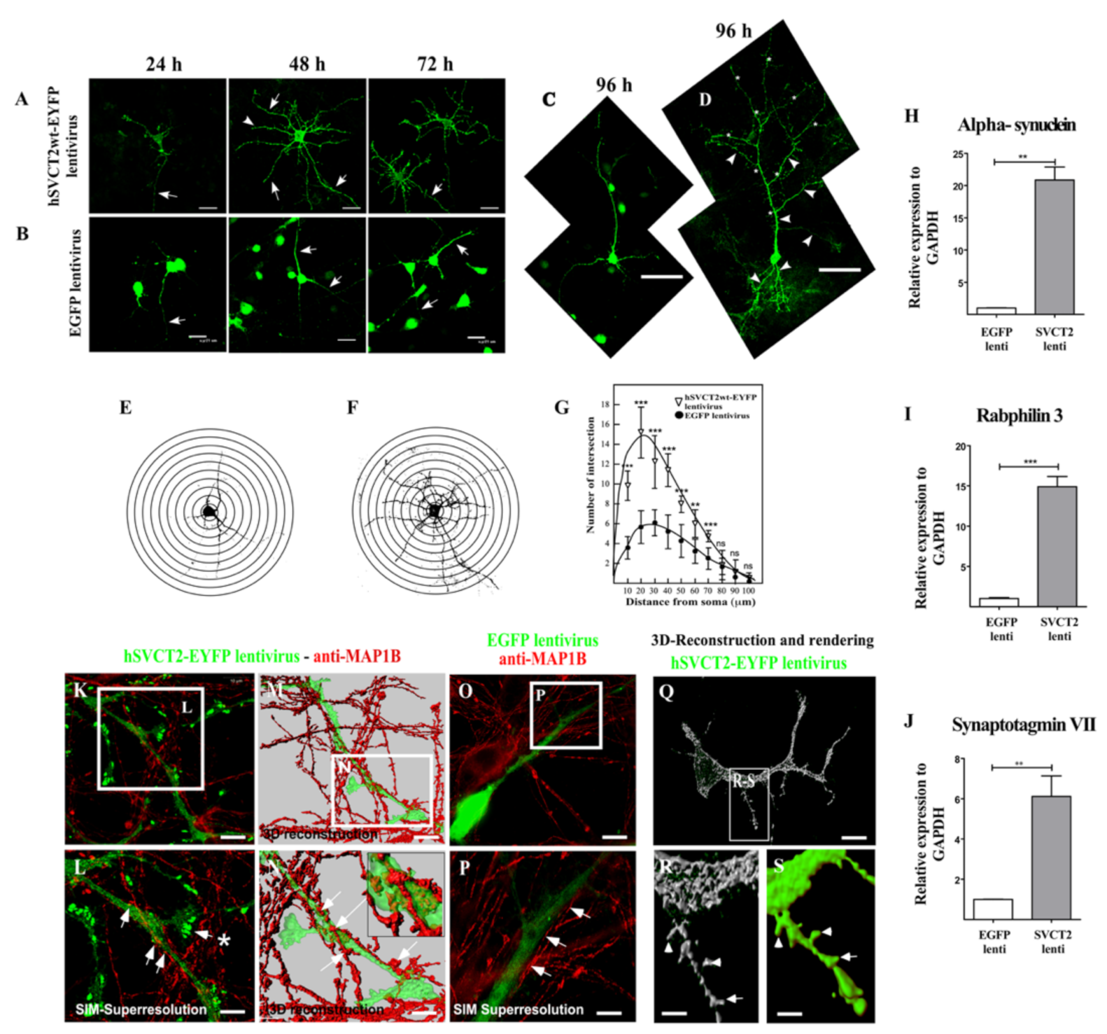 Antioxidants 10 01413 g002