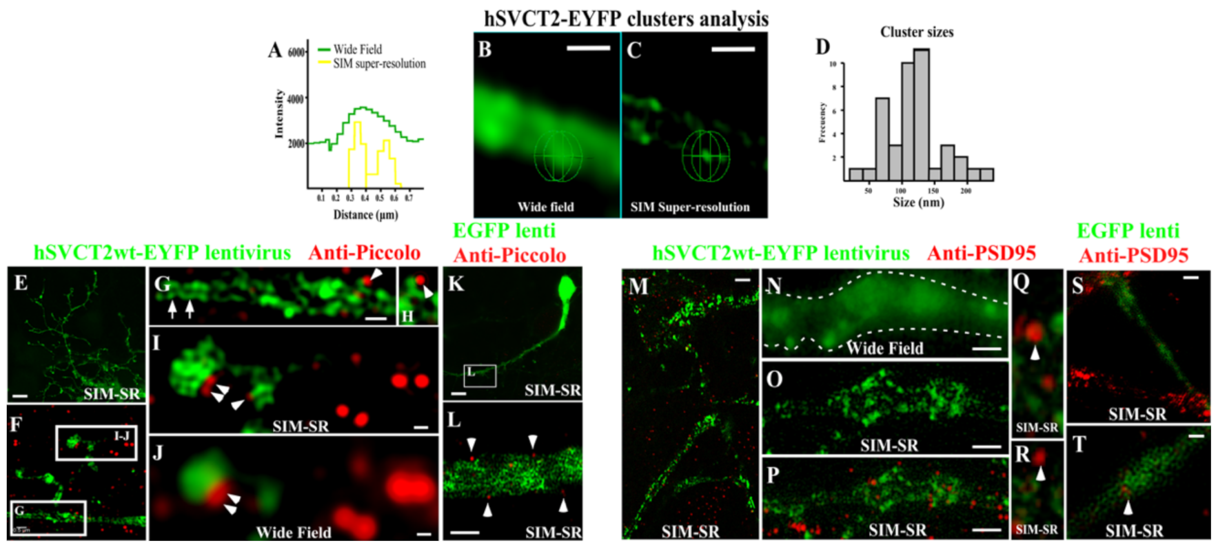 Antioxidants 10 01413 g003