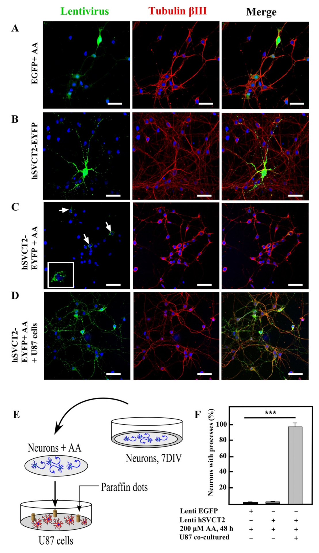 Antioxidants 10 01413 g004