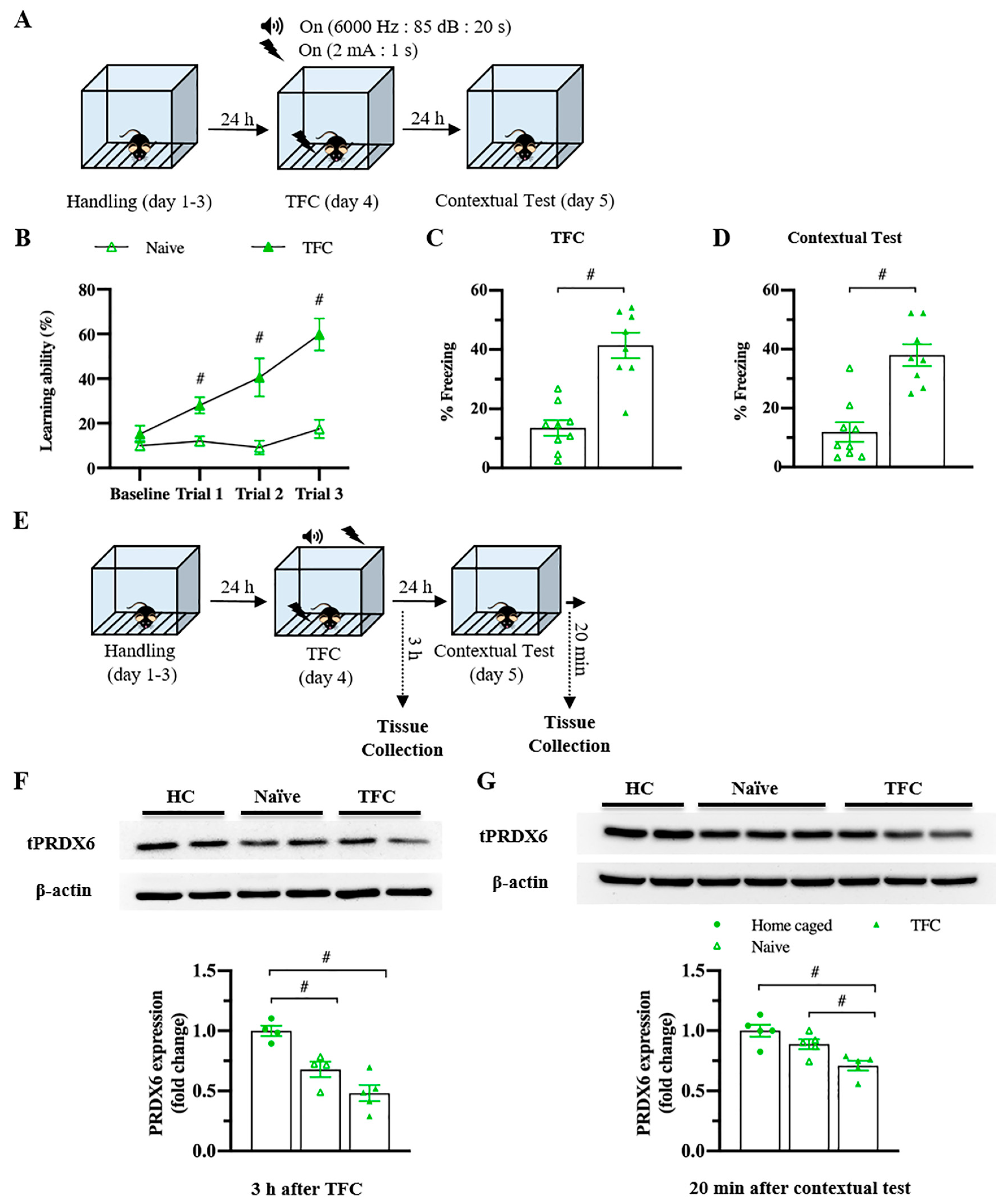 Antioxidants 10 01416 g003