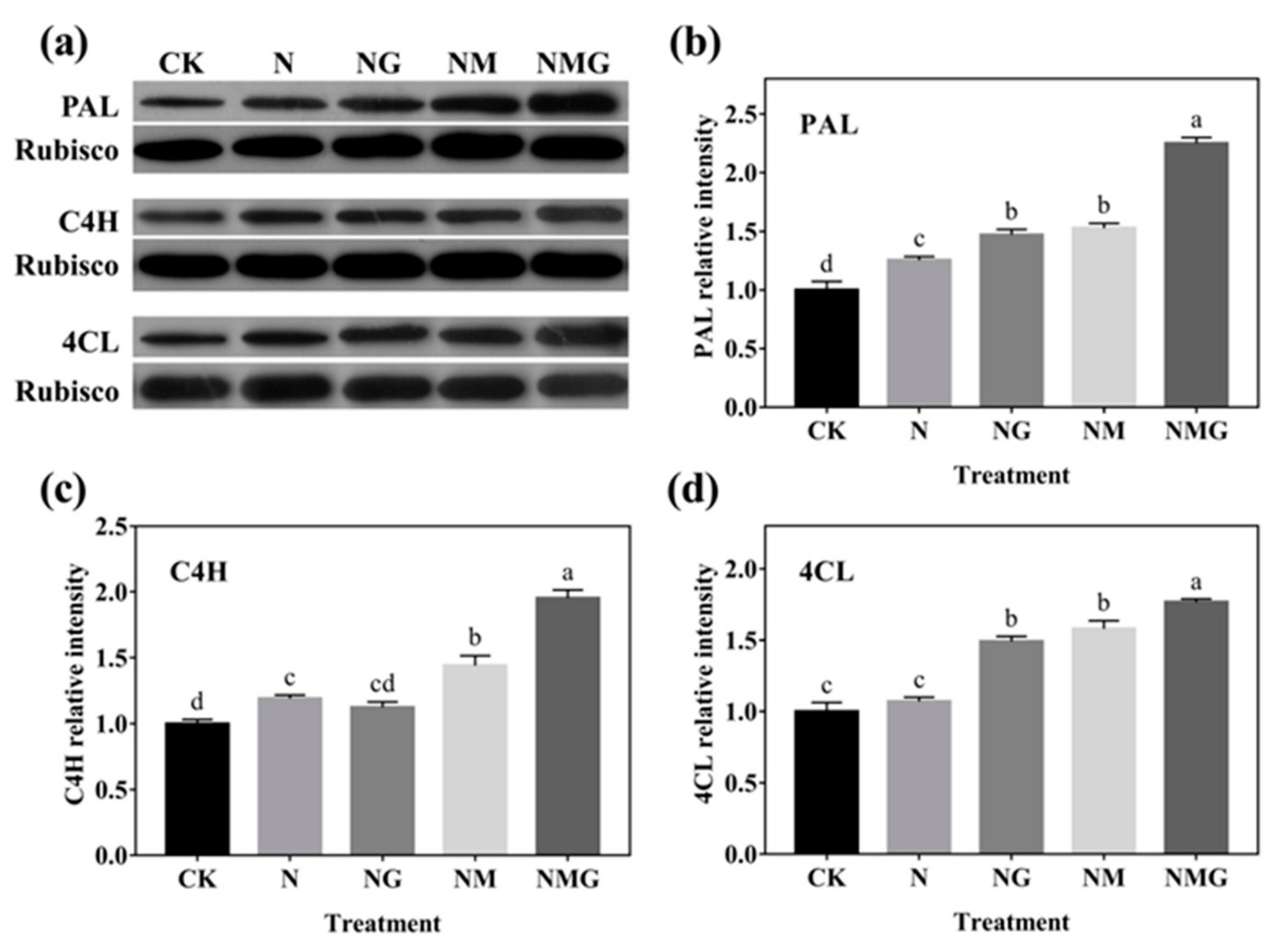 Antioxidants 10 01421 g006