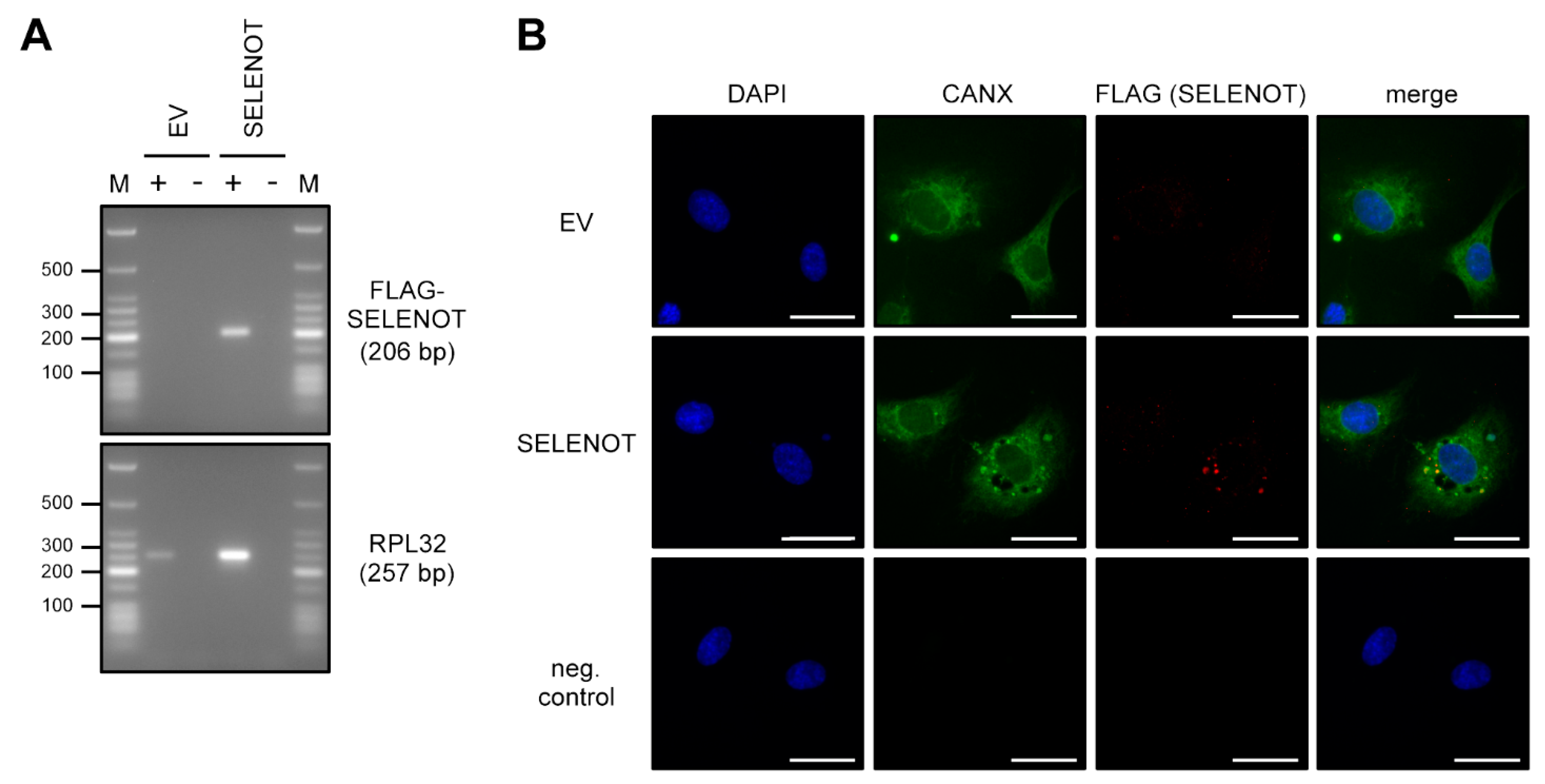 Antioxidants 10 01427 g003