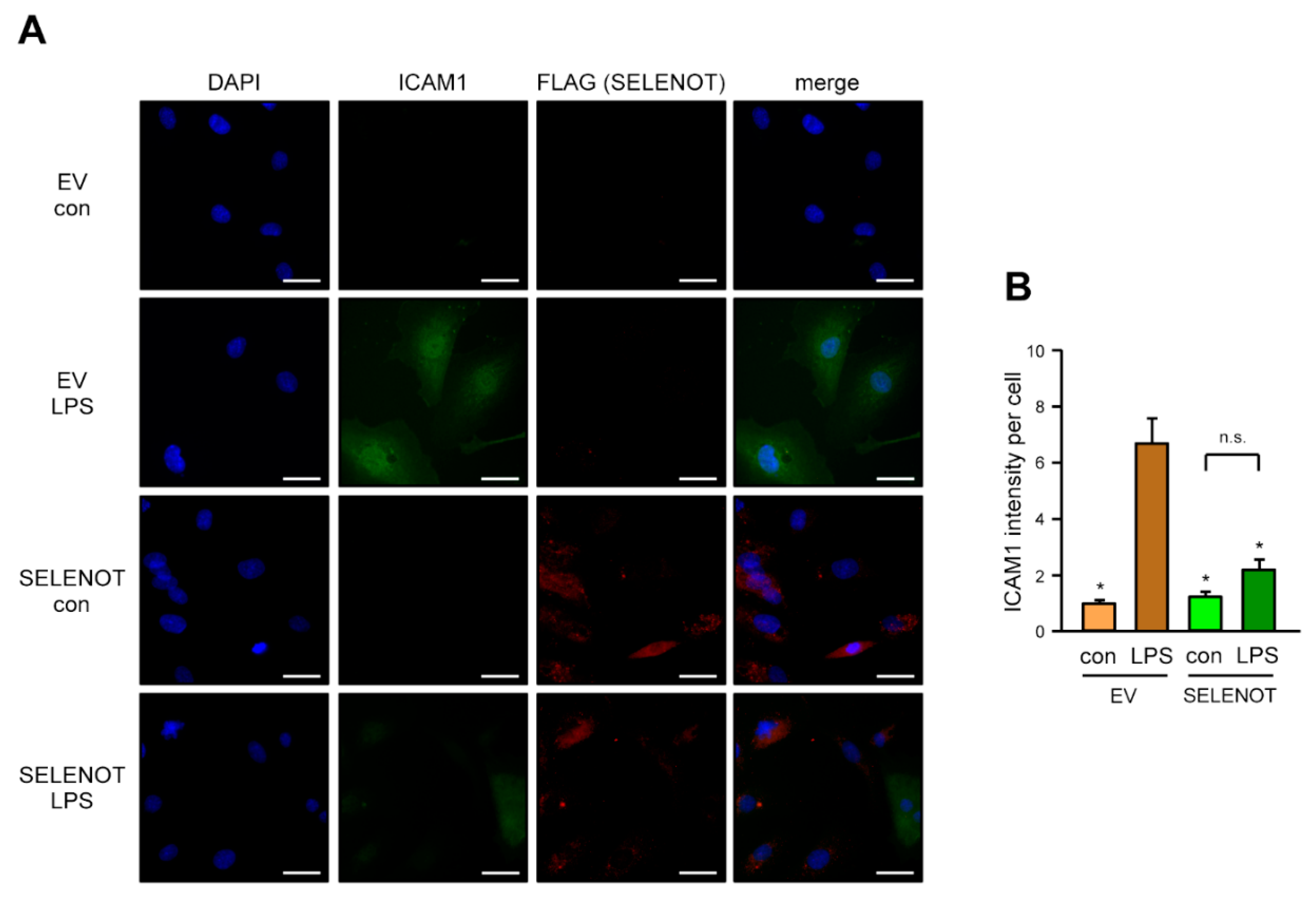 Antioxidants 10 01427 g004