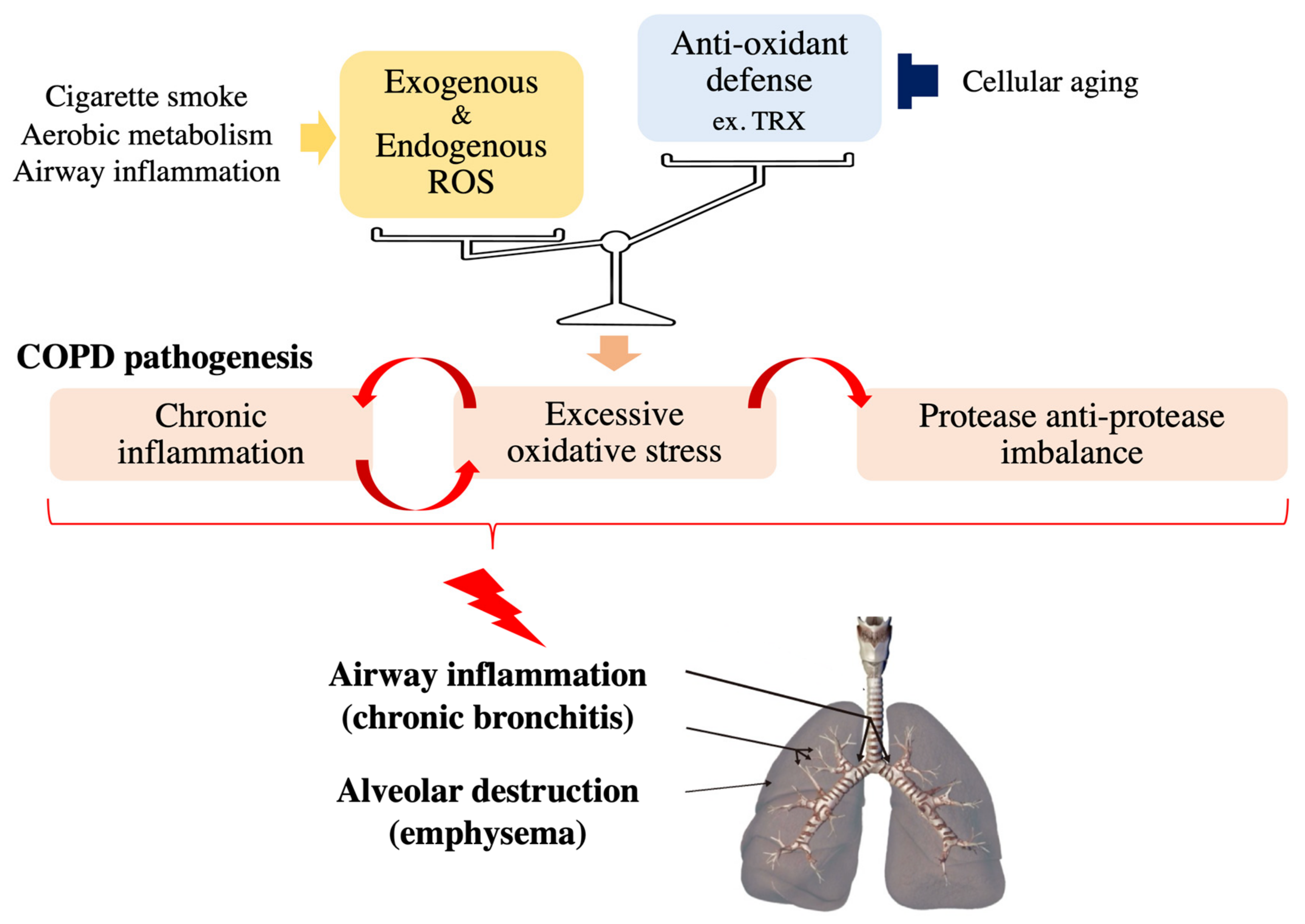 Antioxidants 10 01429 g001