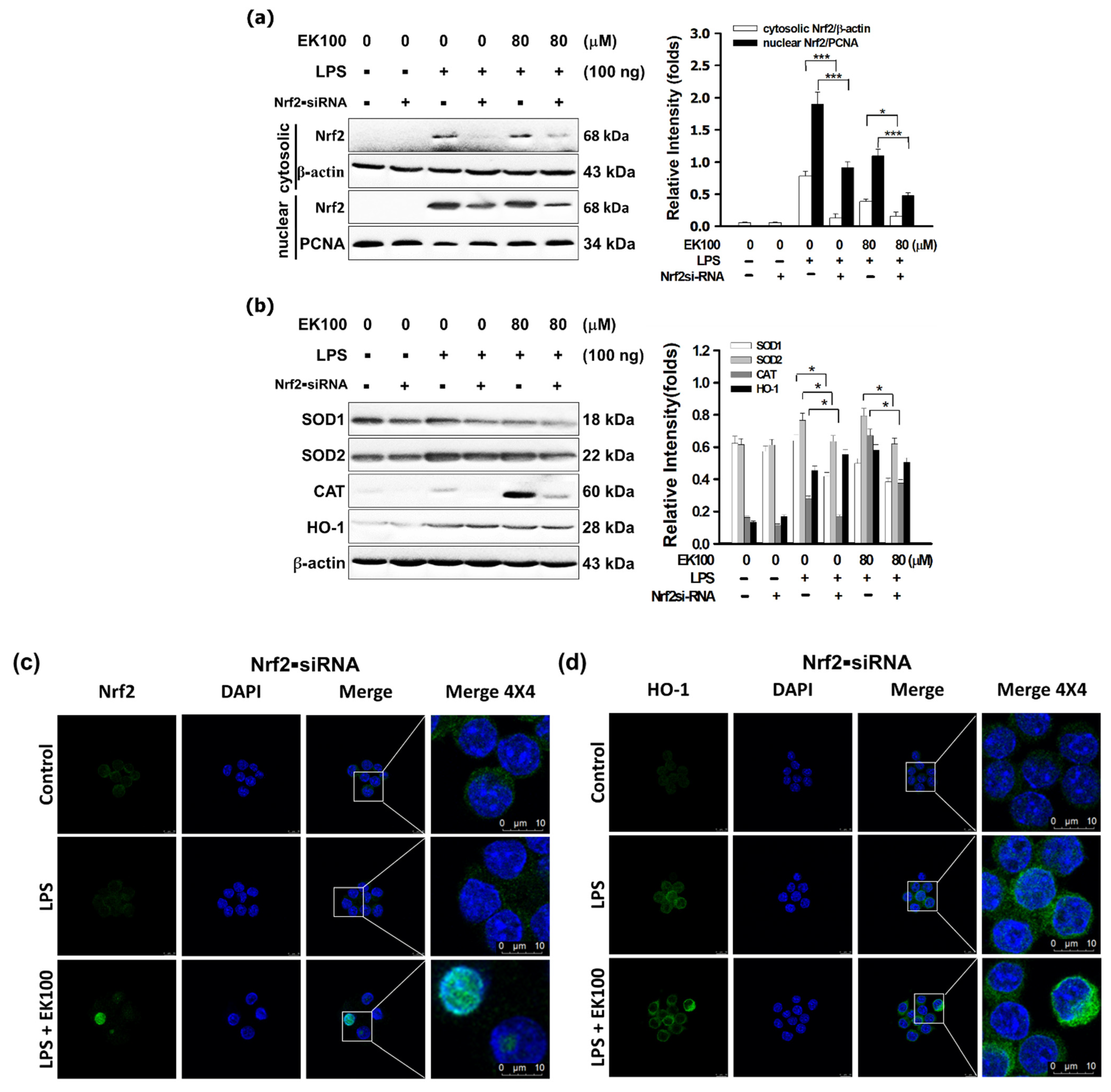 Antioxidants 10 01430 g006