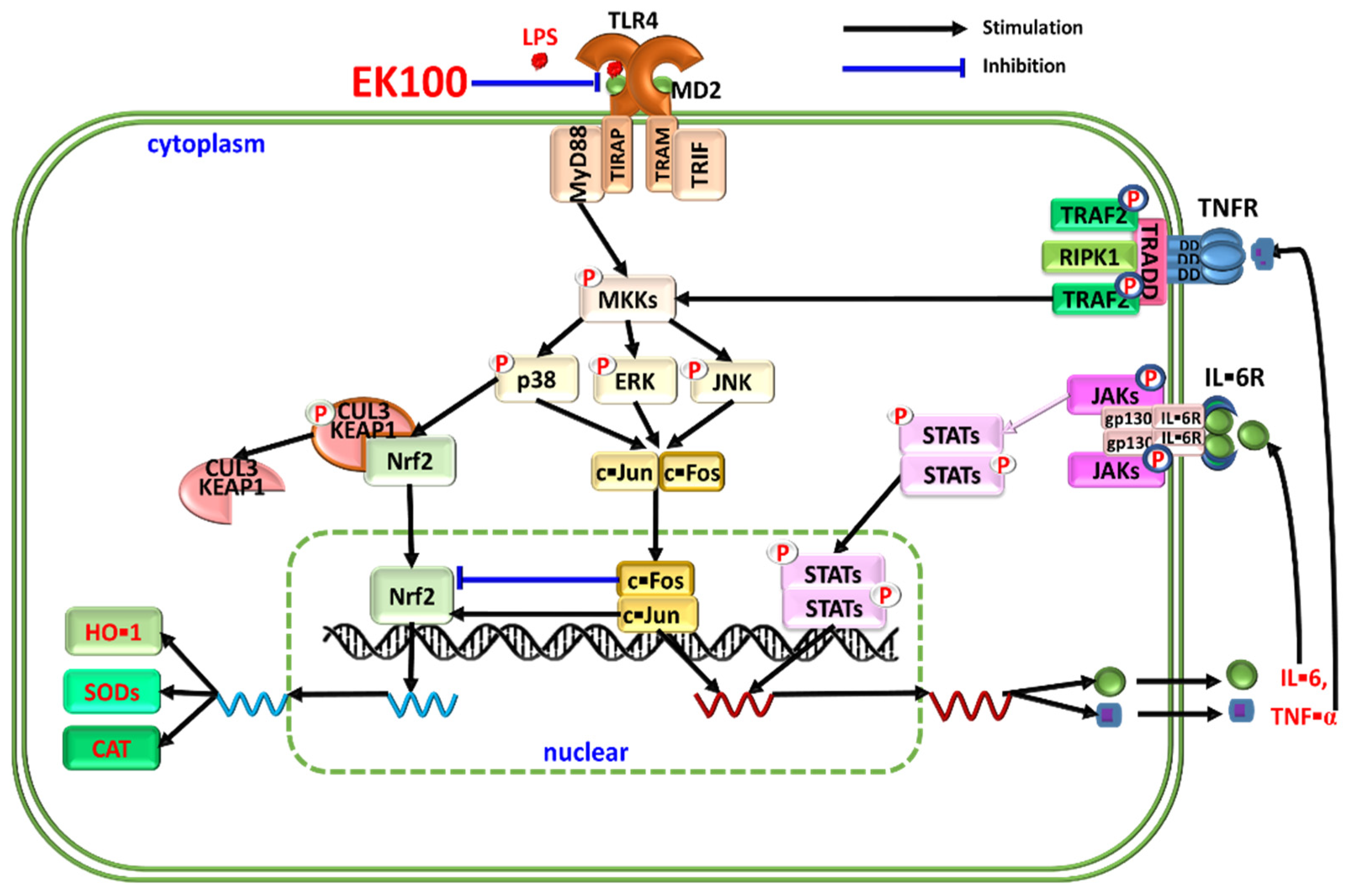 Antioxidants 10 01430 g007