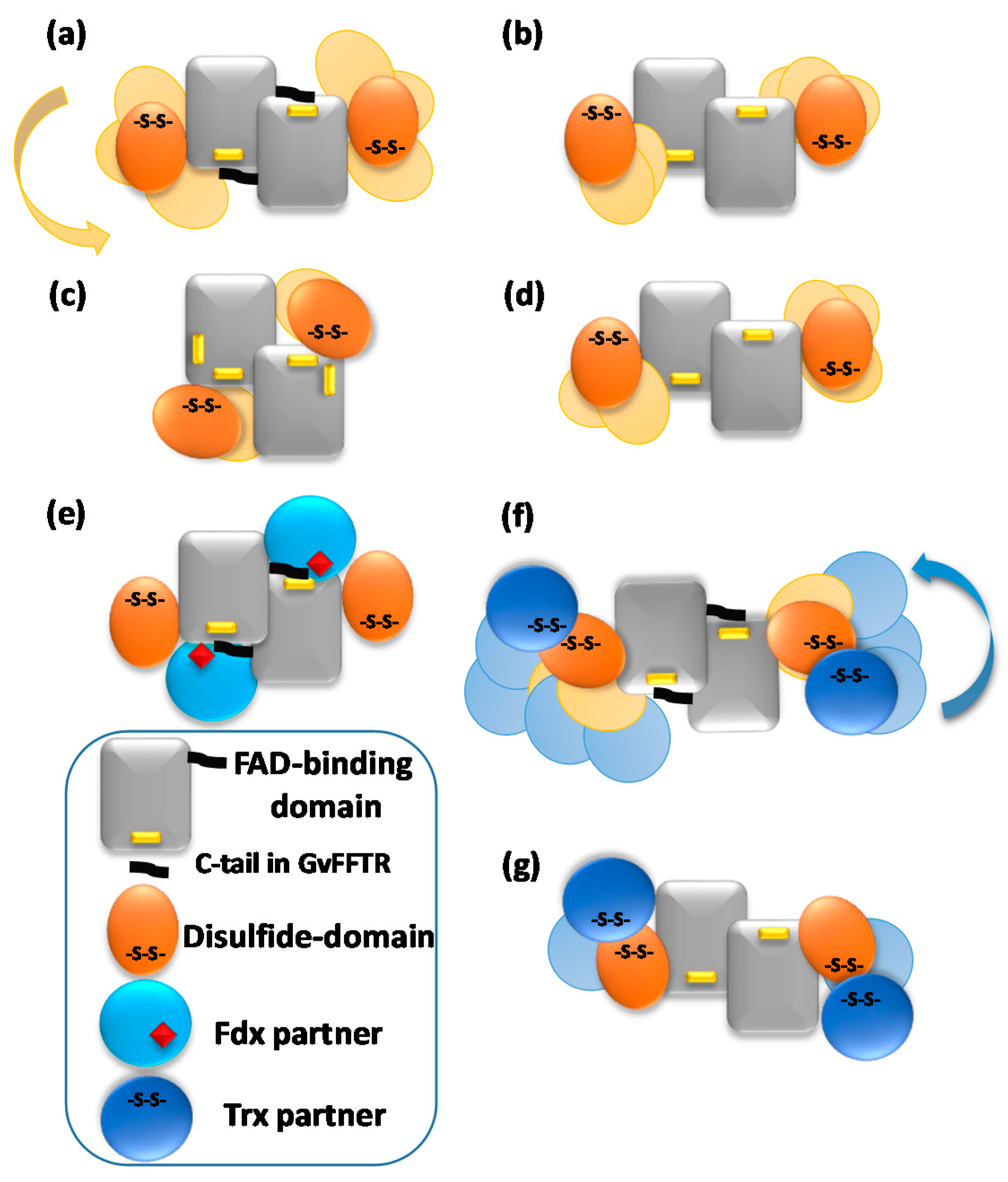 Antioxidants 10 01437 g005