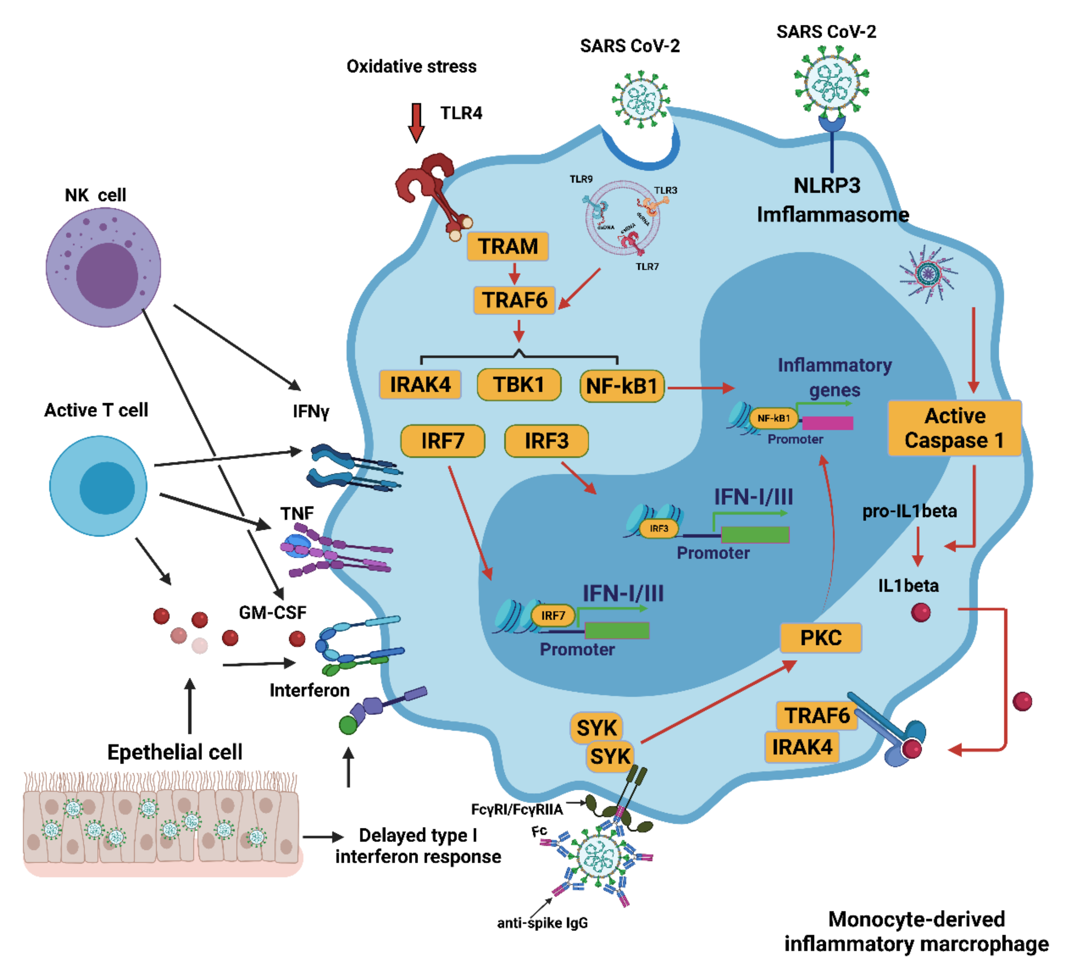 Antioxidants 10 01440 g001