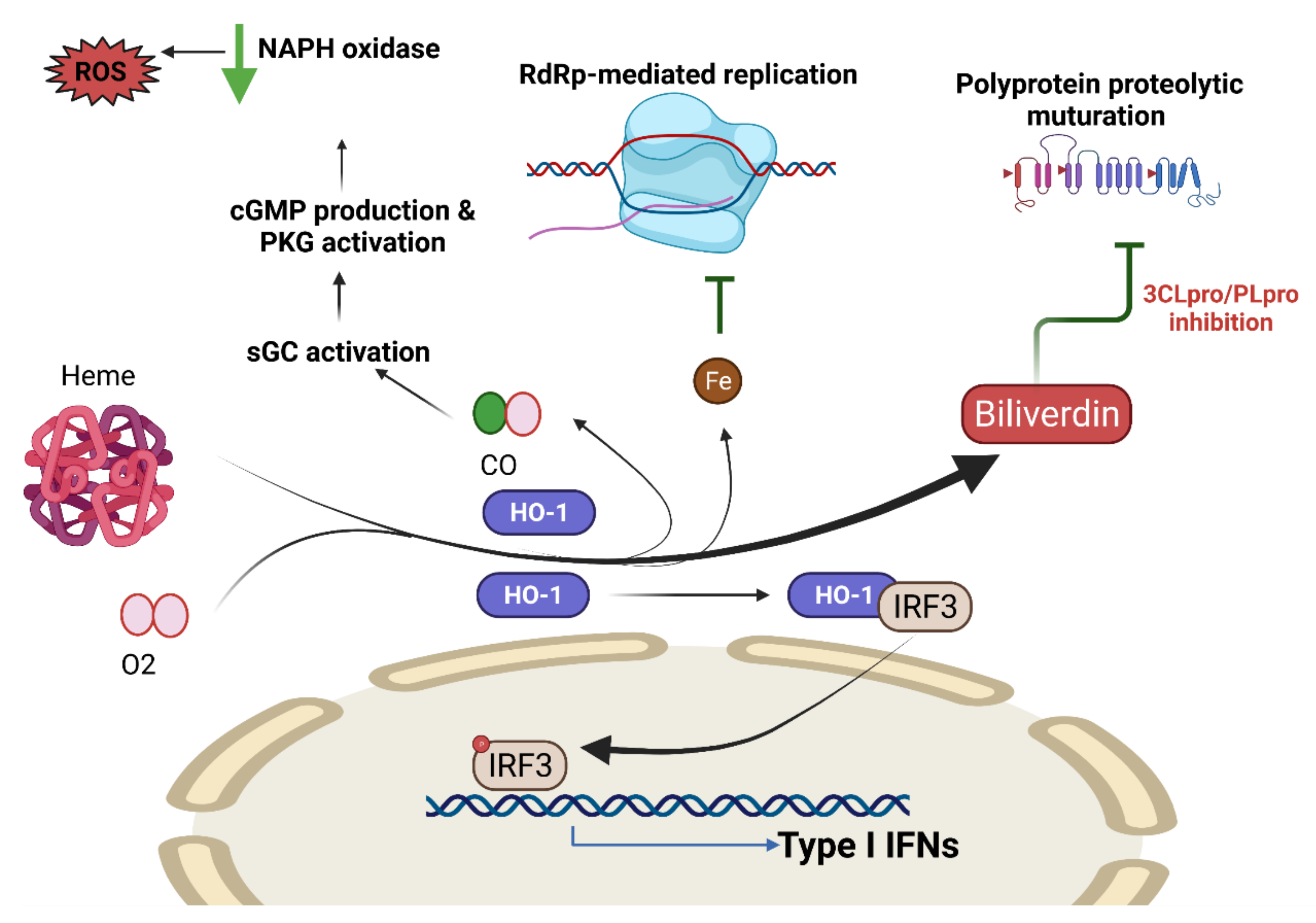 Antioxidants 10 01440 g005
