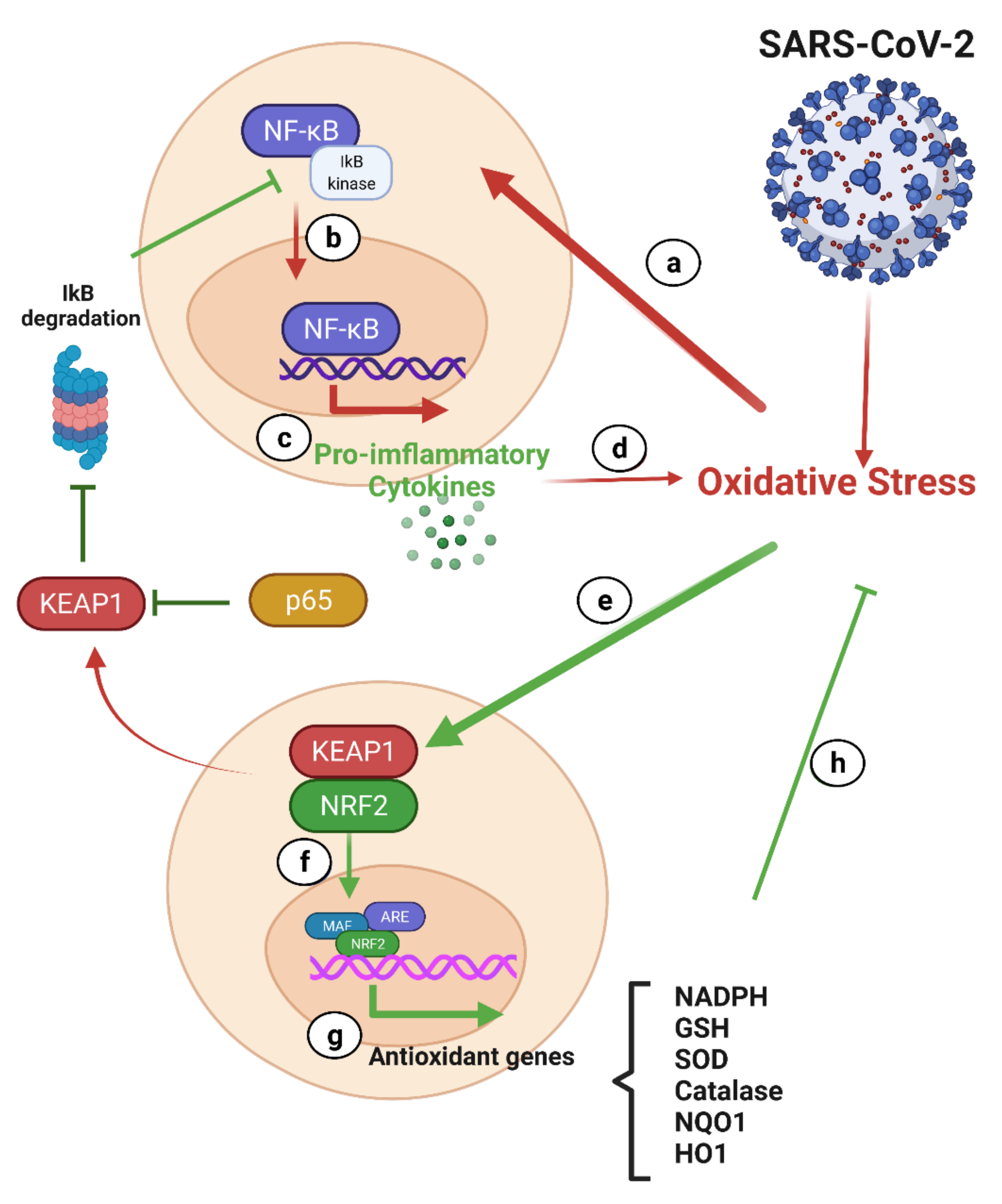 Antioxidants 10 01440 g006
