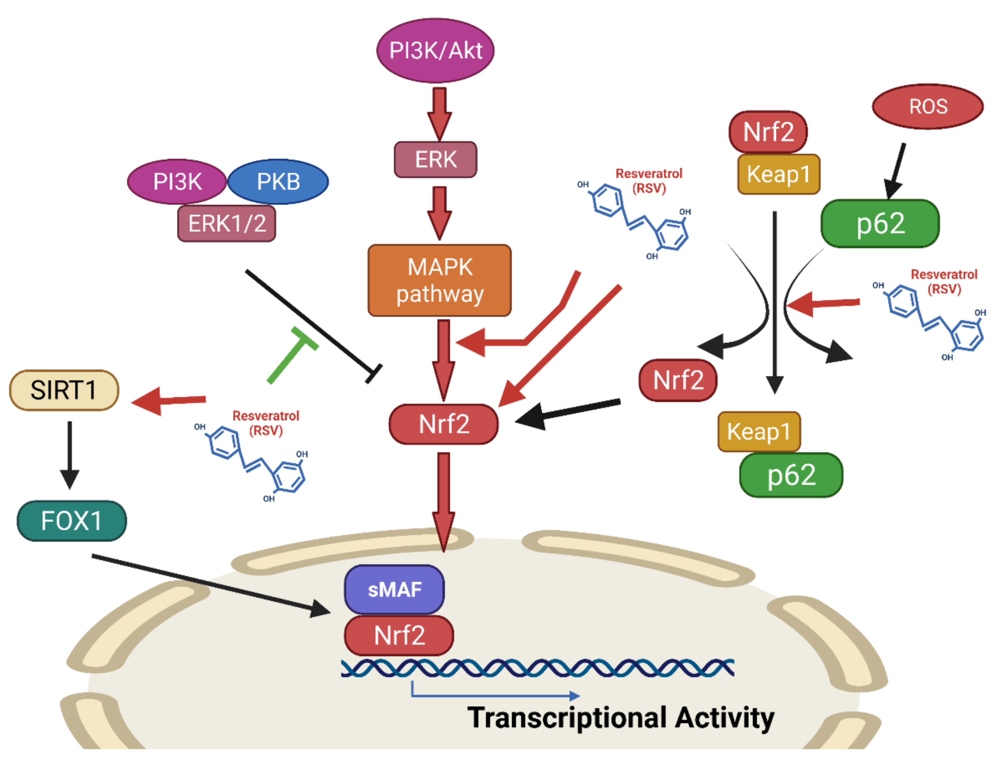 Antioxidants 10 01440 g007