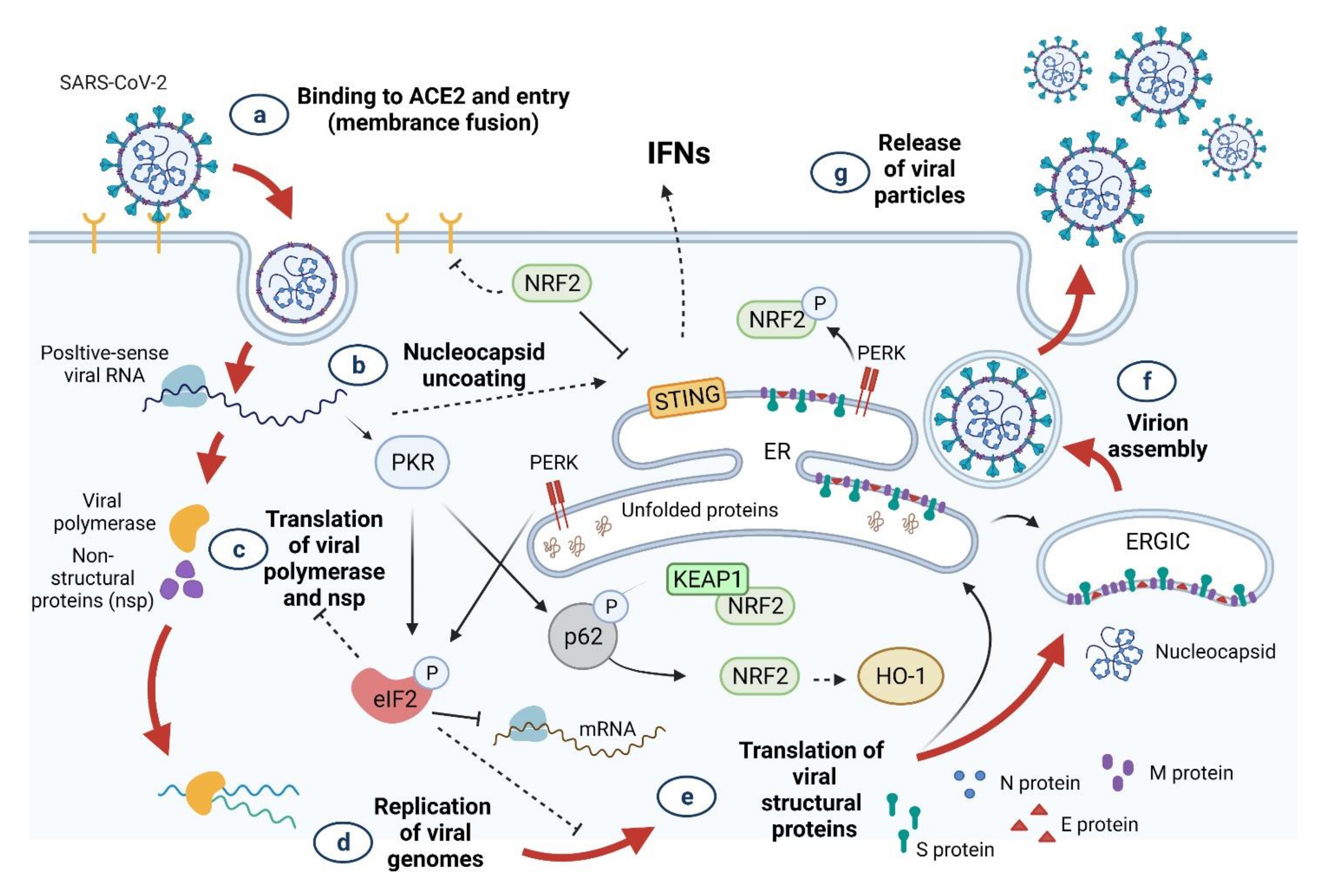 Antioxidants 10 01440 g008