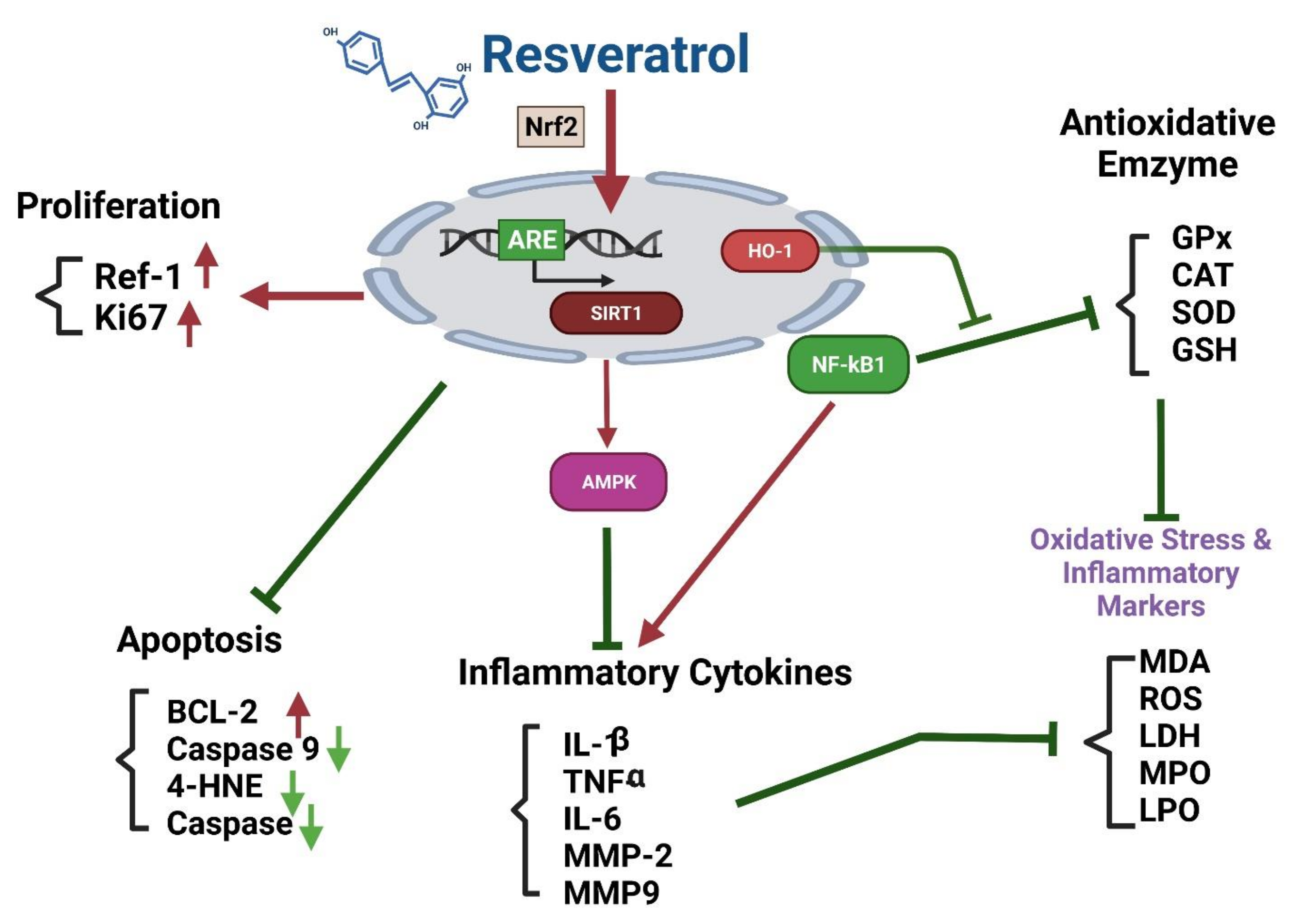 Antioxidants 10 01440 g009