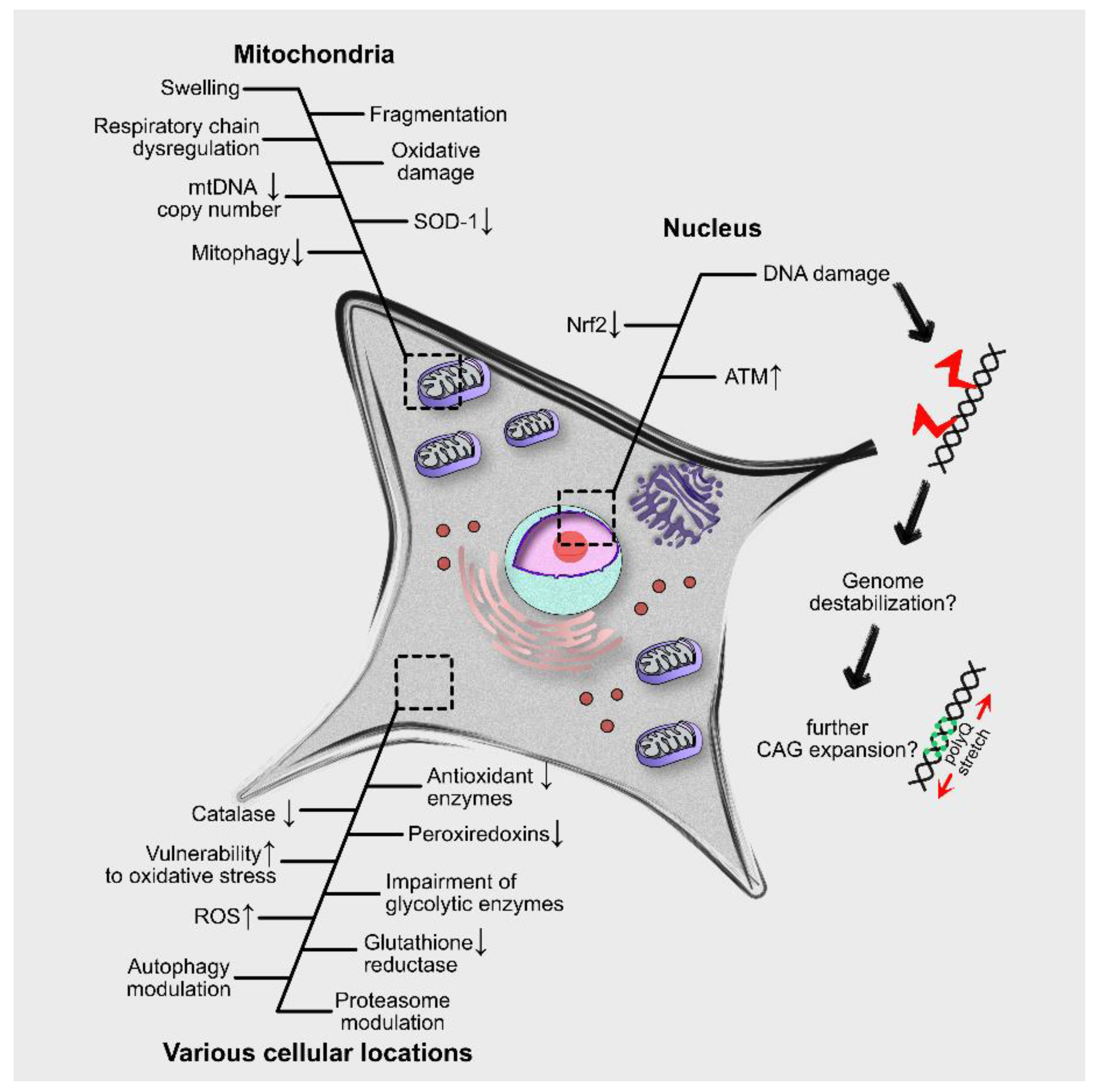 Antioxidants 10 01450 g001