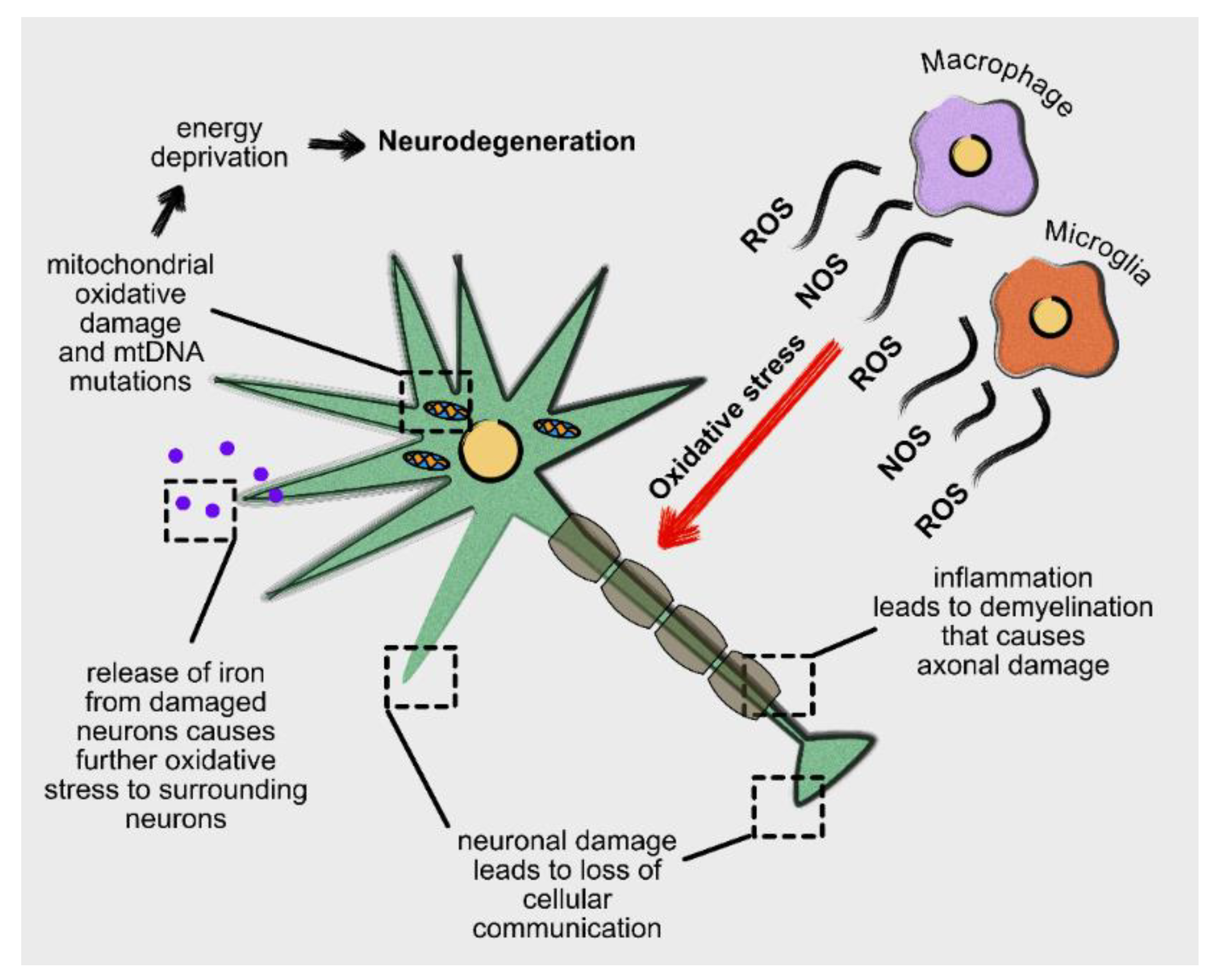 Antioxidants 10 01450 g002