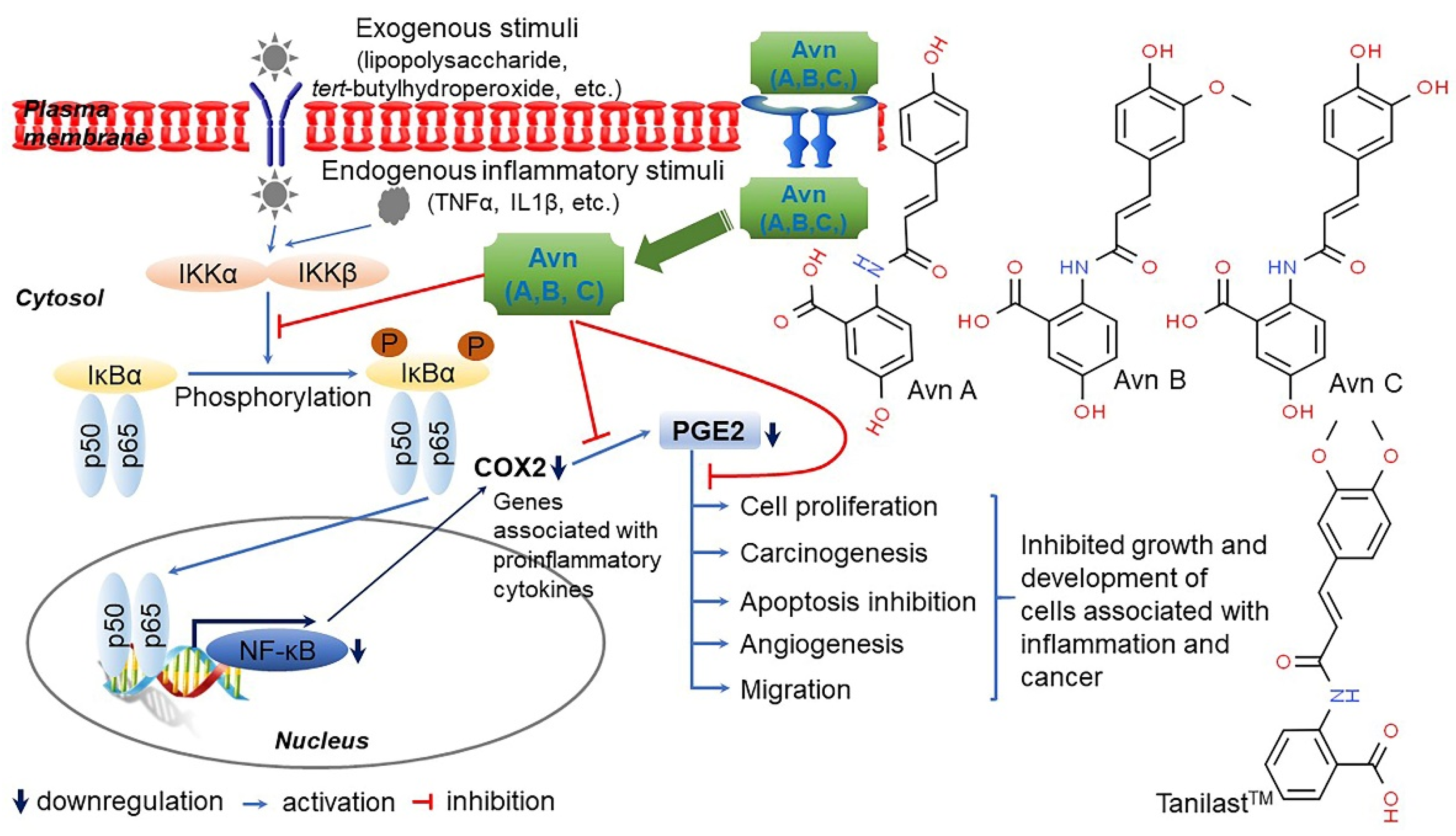 Antioxidants 10 01454 g008