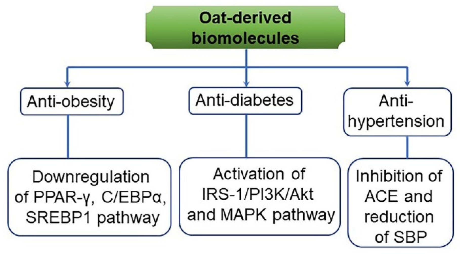 Antioxidants 10 01454 g013
