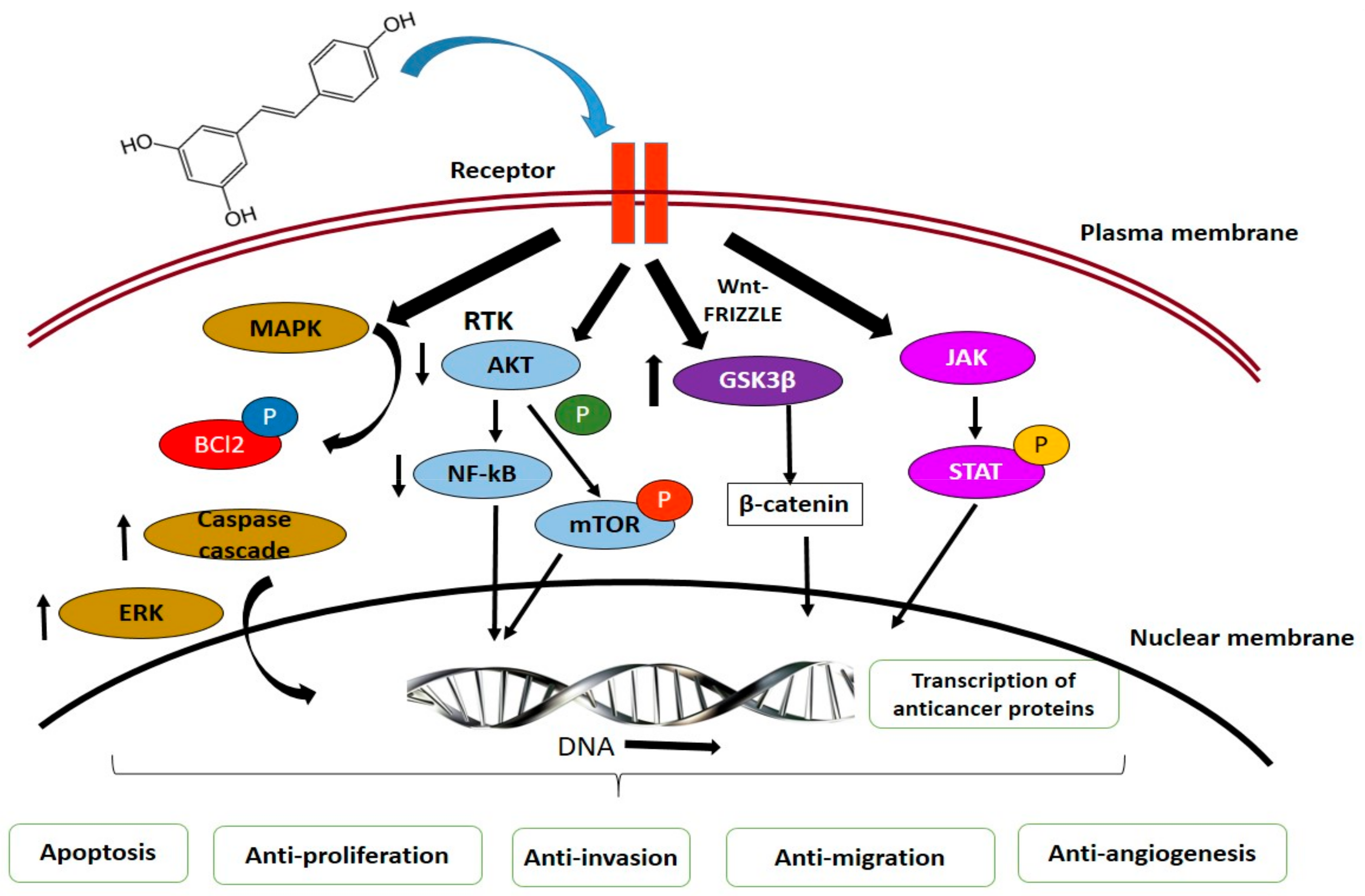 Antioxidants 10 01455 g003