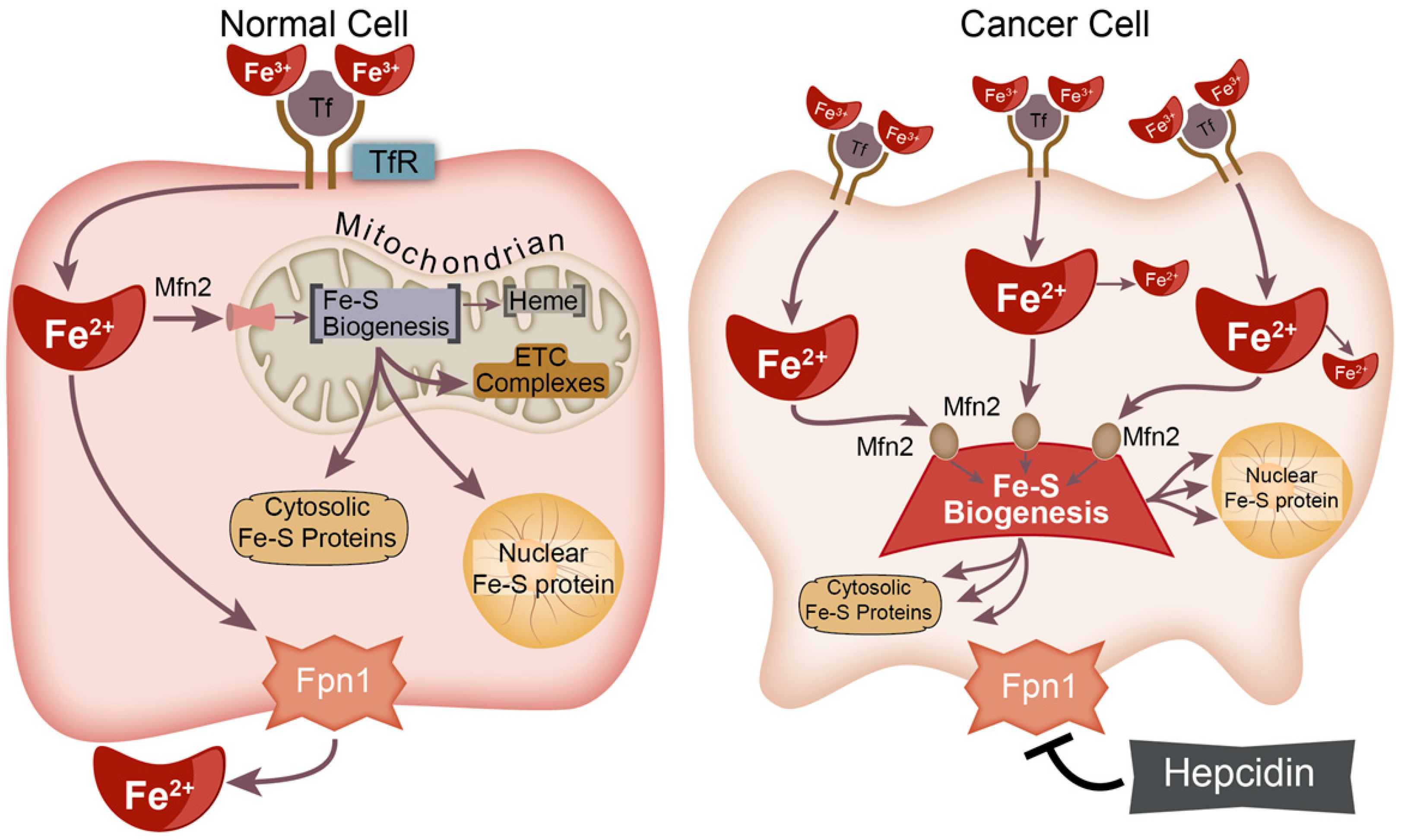 Antioxidants 10 01458 g001