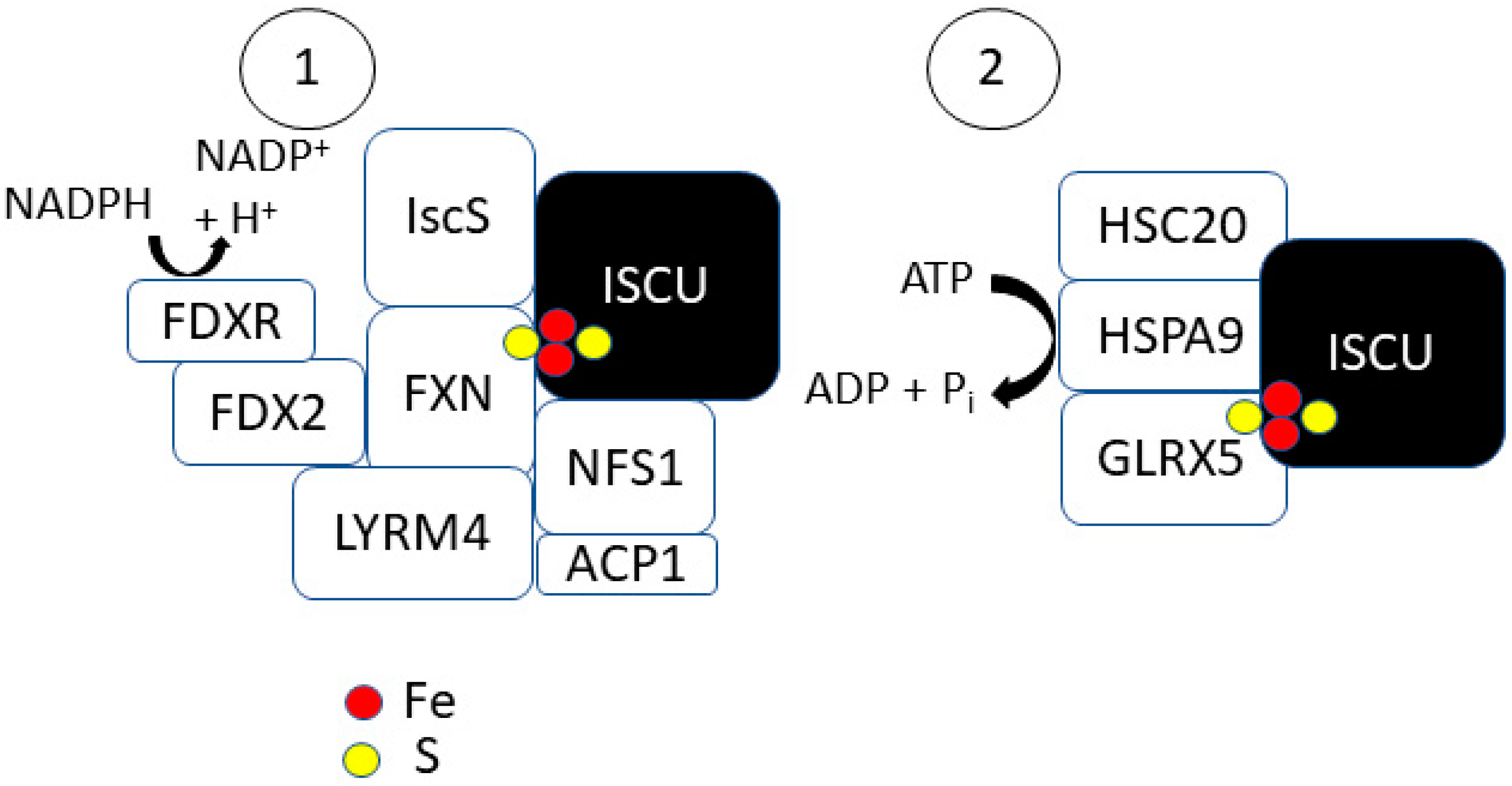 Antioxidants 10 01458 g002