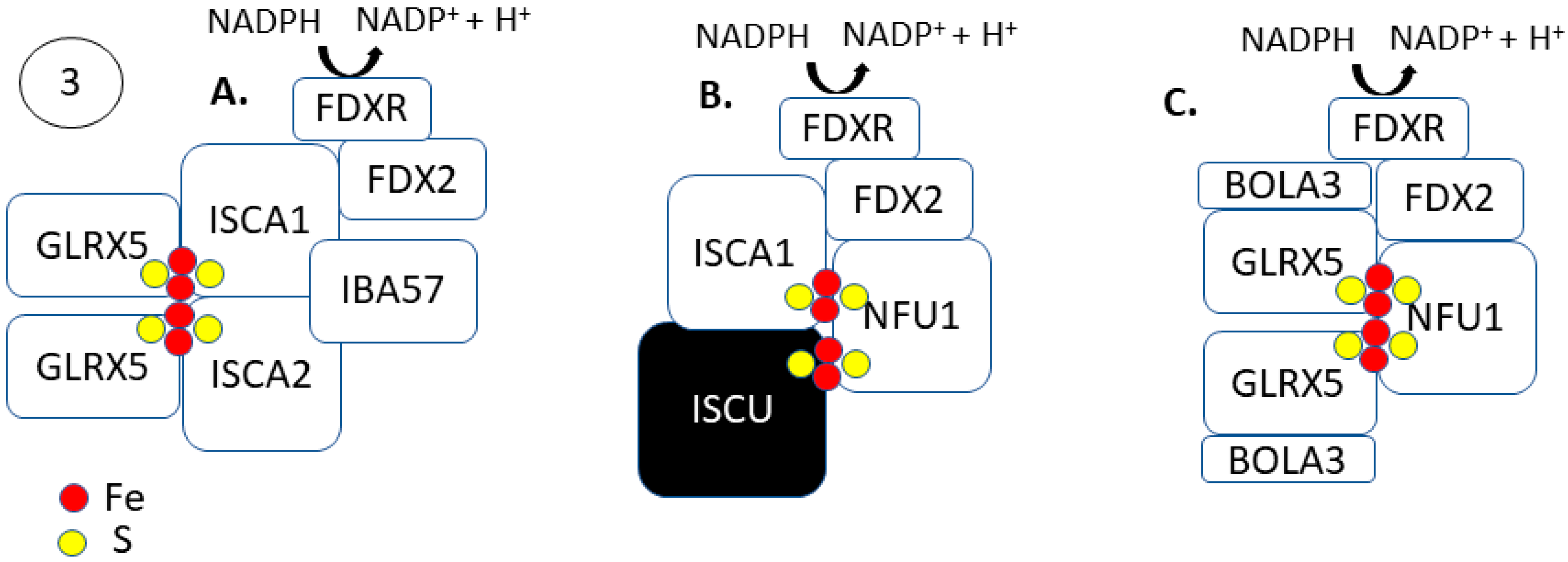 Antioxidants 10 01458 g003
