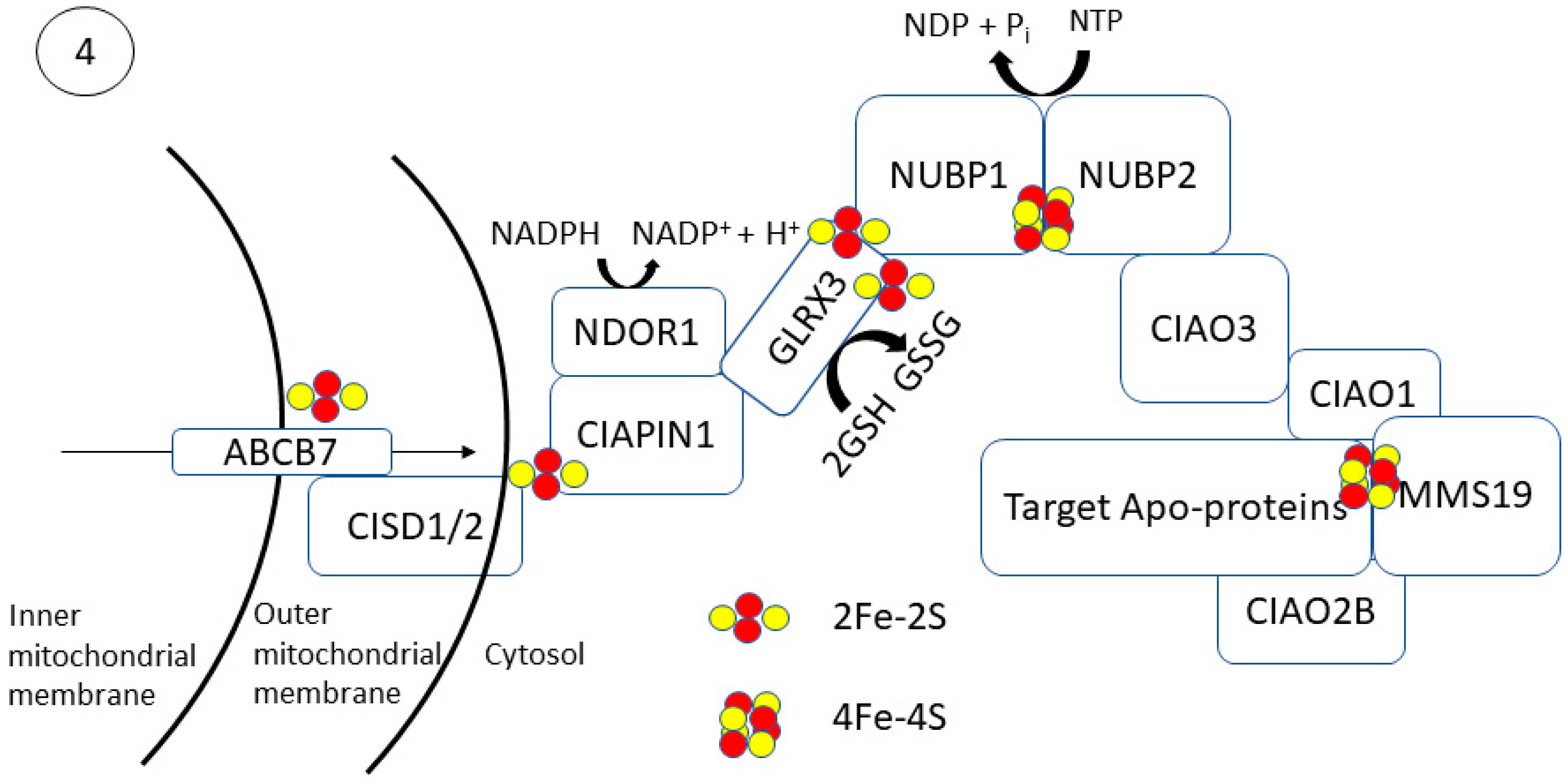 Antioxidants 10 01458 g004