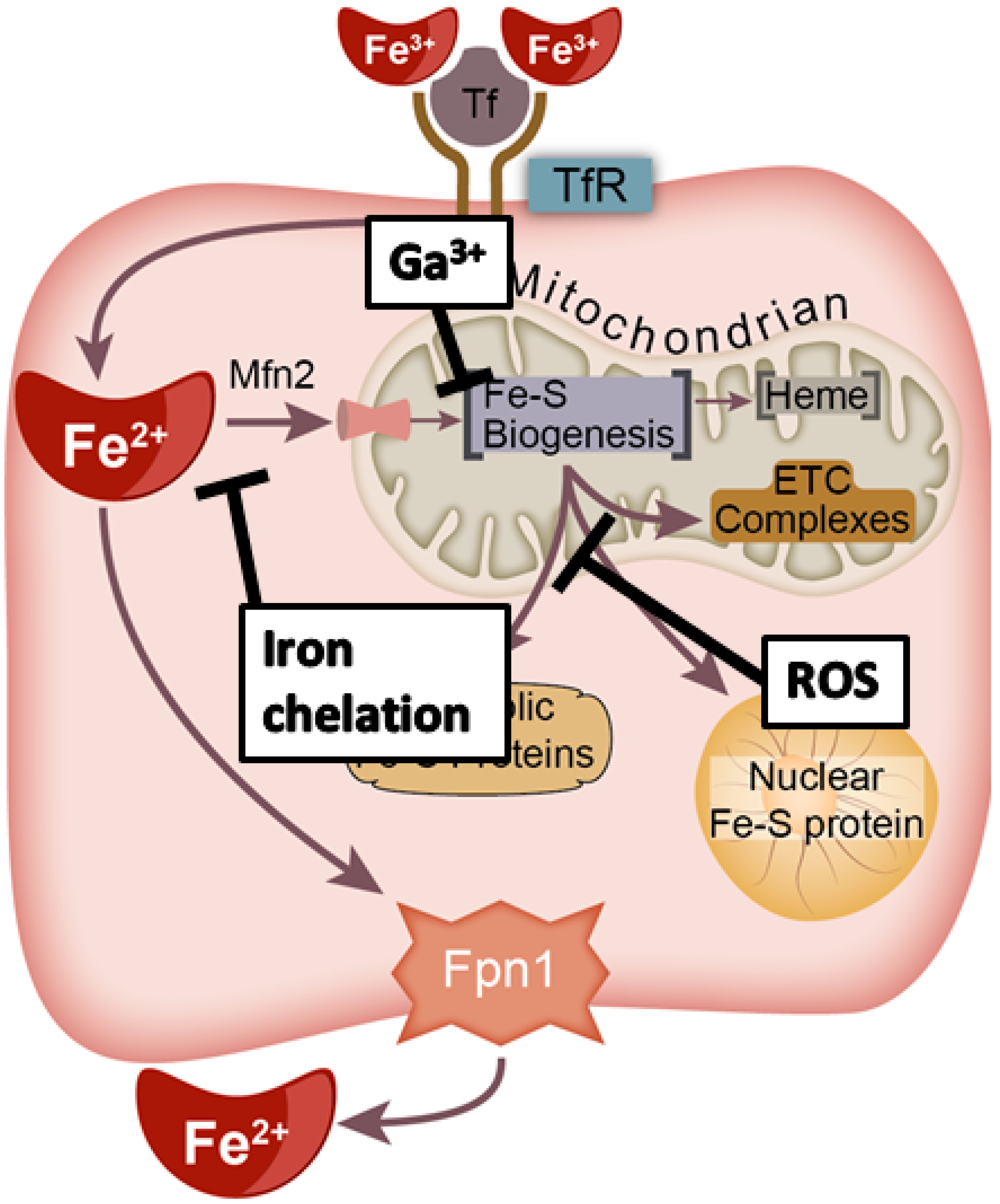 Antioxidants 10 01458 g005