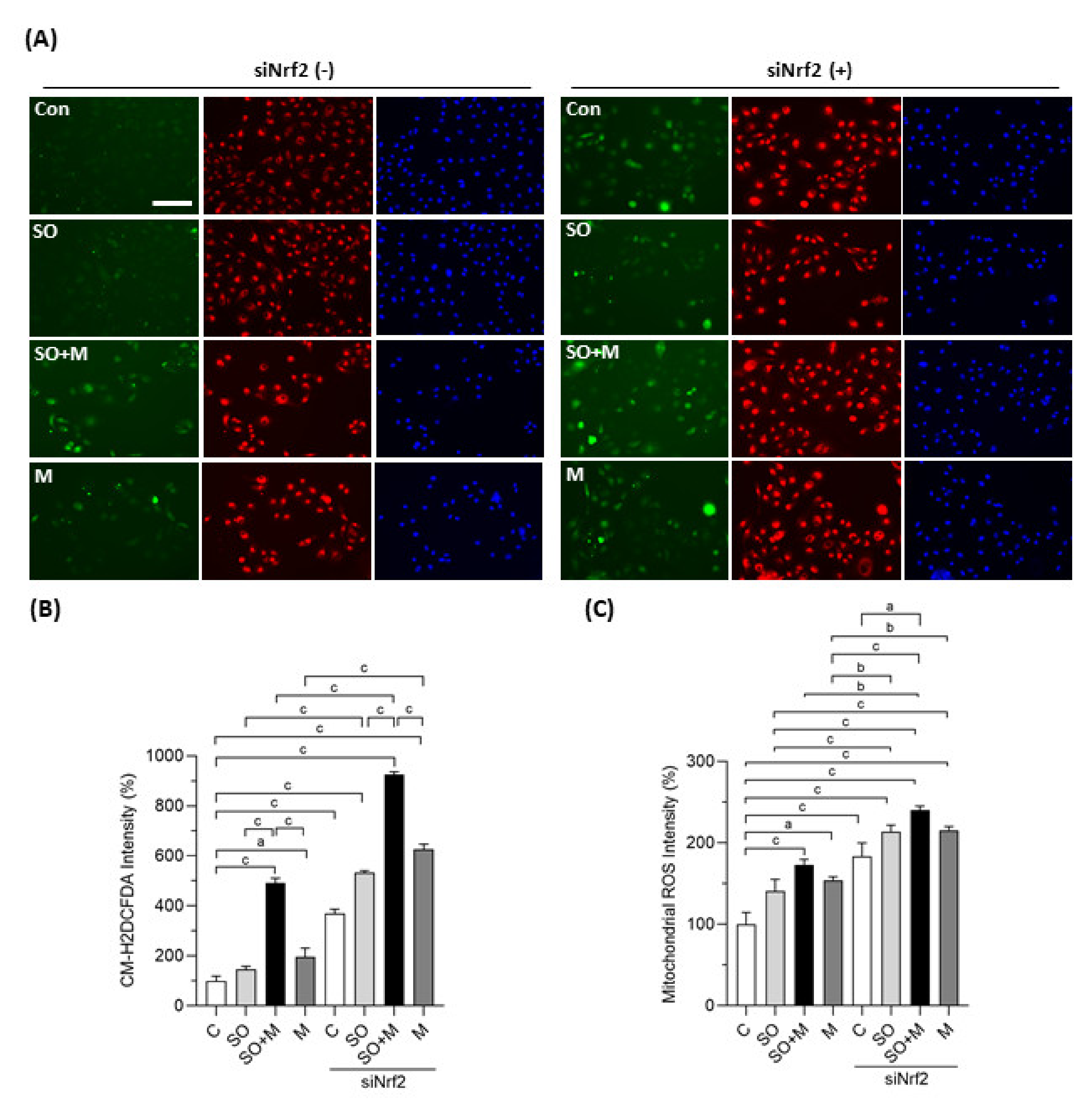 Antioxidants 10 01464 g001