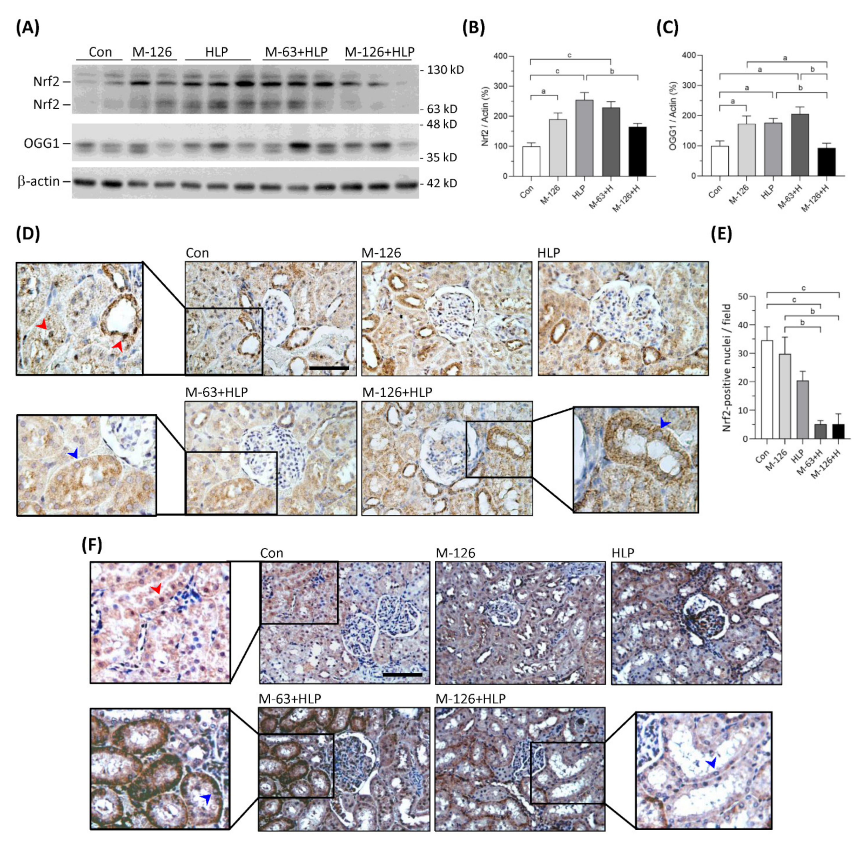 Antioxidants 10 01464 g009