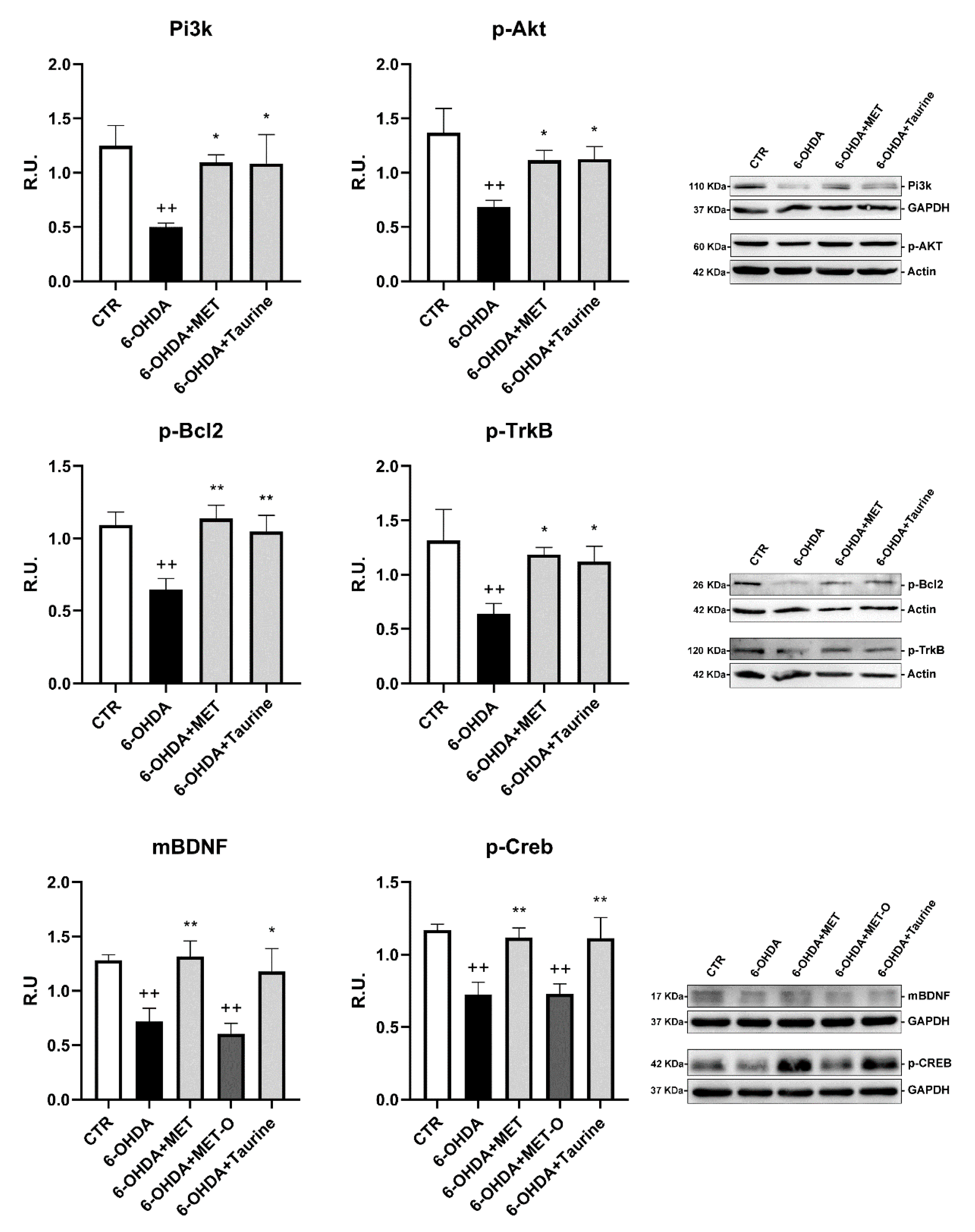Antioxidants 10 01467 g005