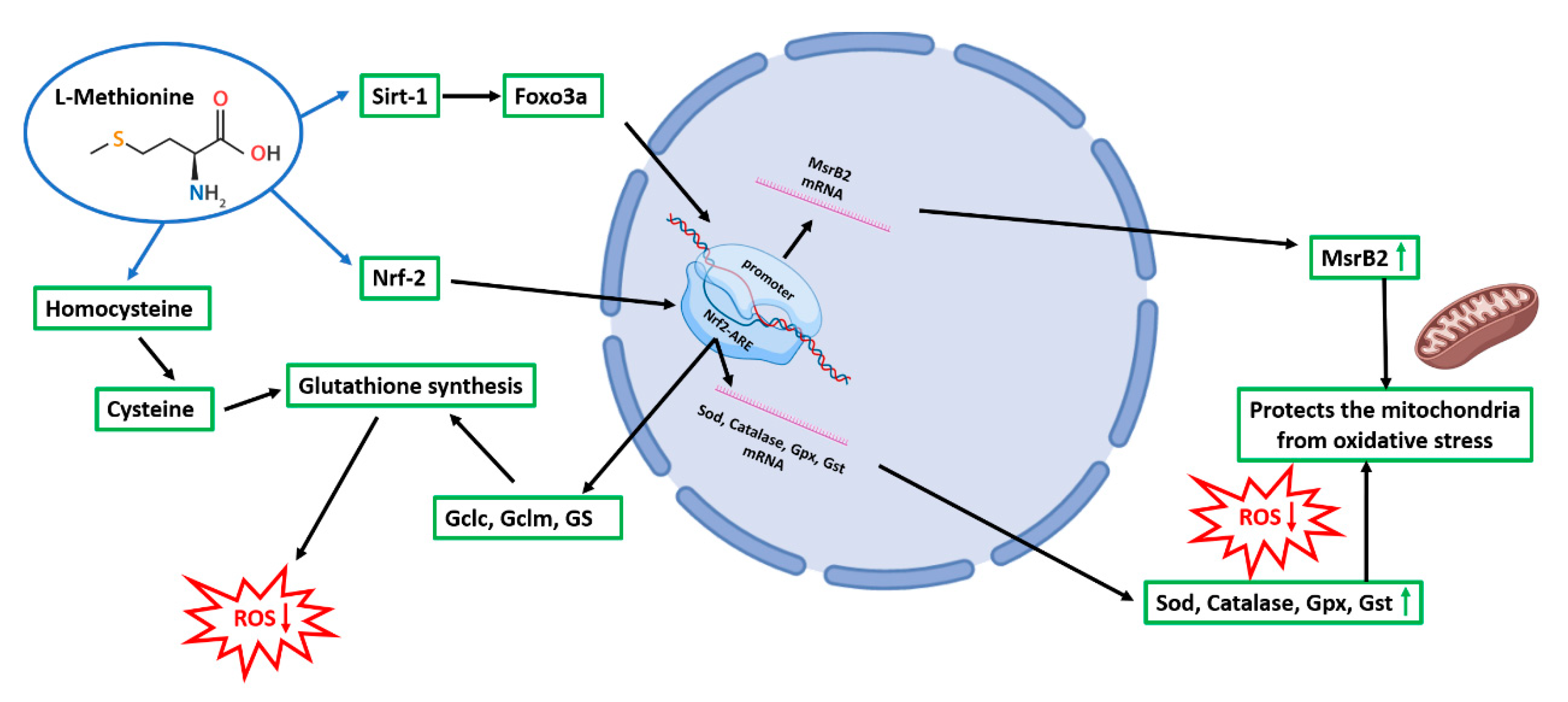 Antioxidants 10 01467 g012