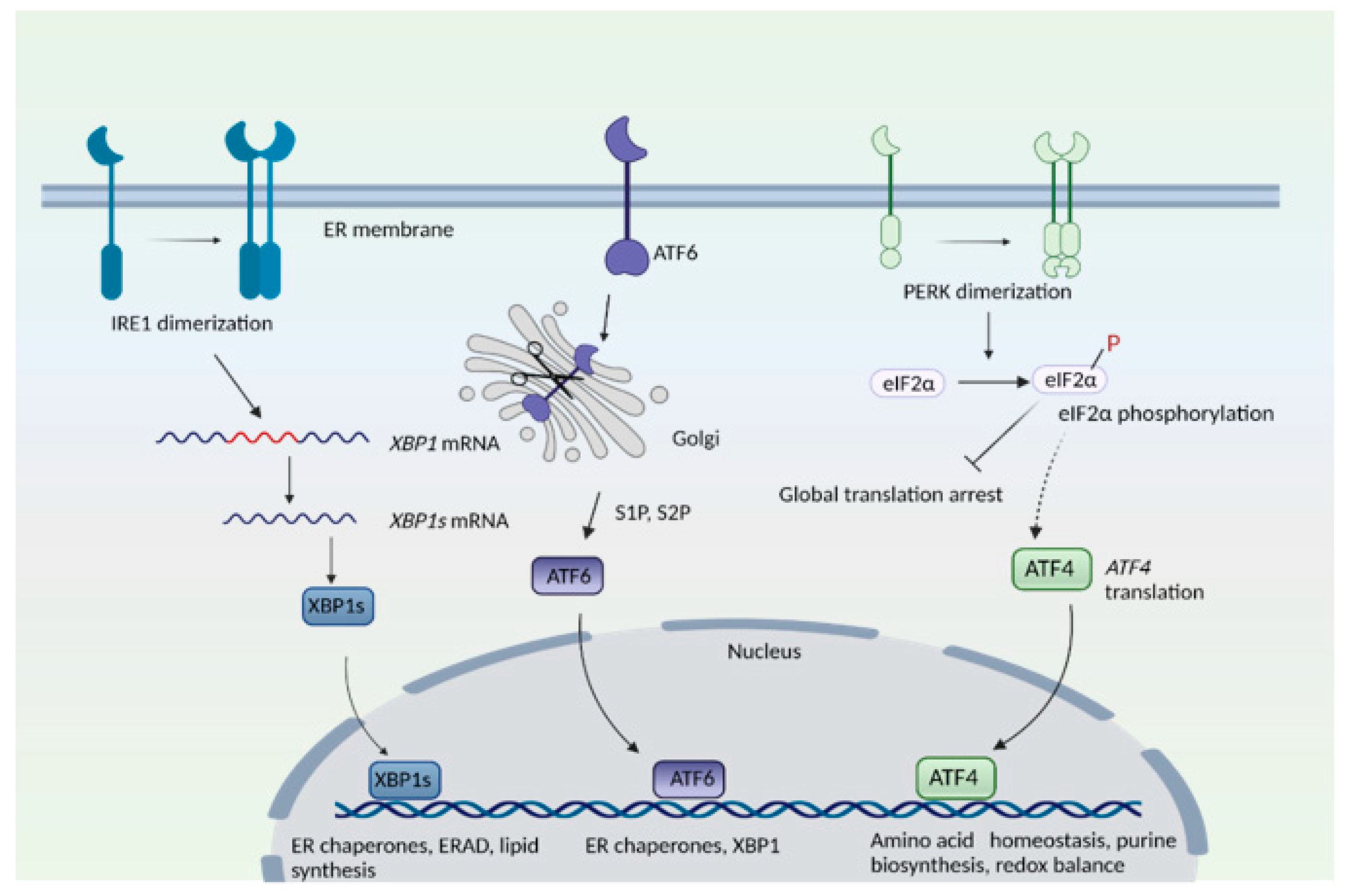 Antioxidants 10 01468 g001