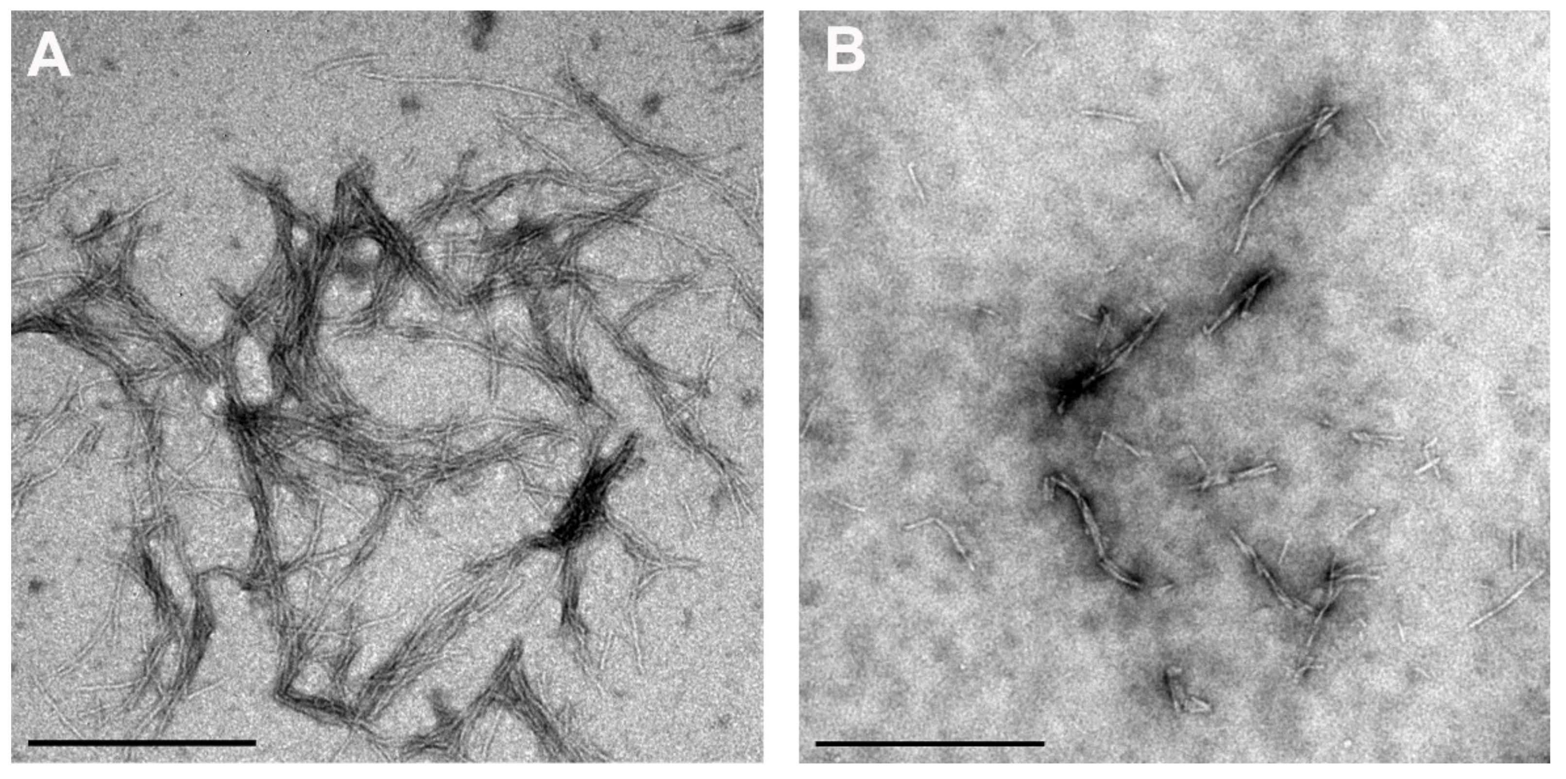 Antioxidants 10 01471 g004