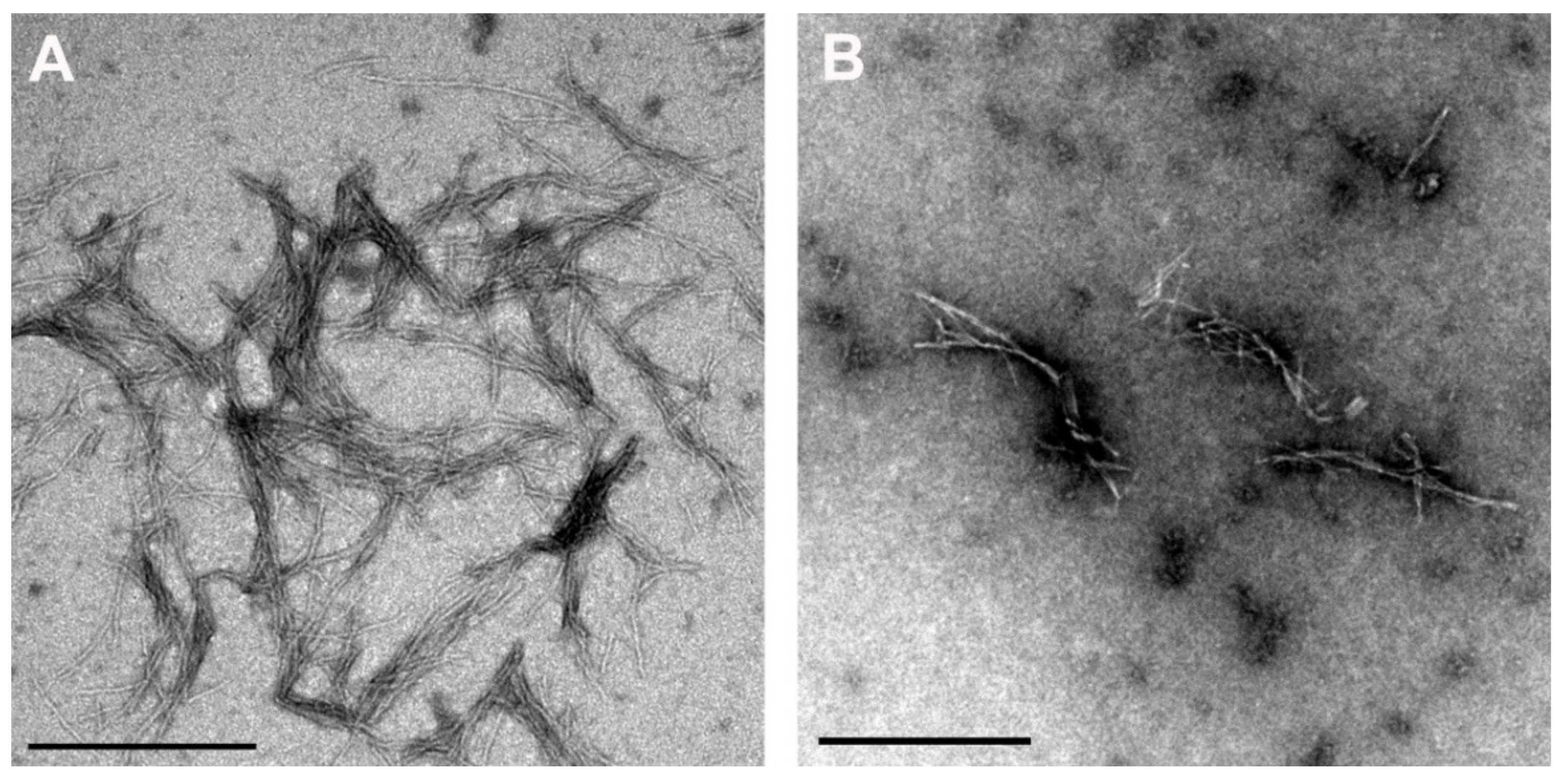 Antioxidants 10 01471 g006