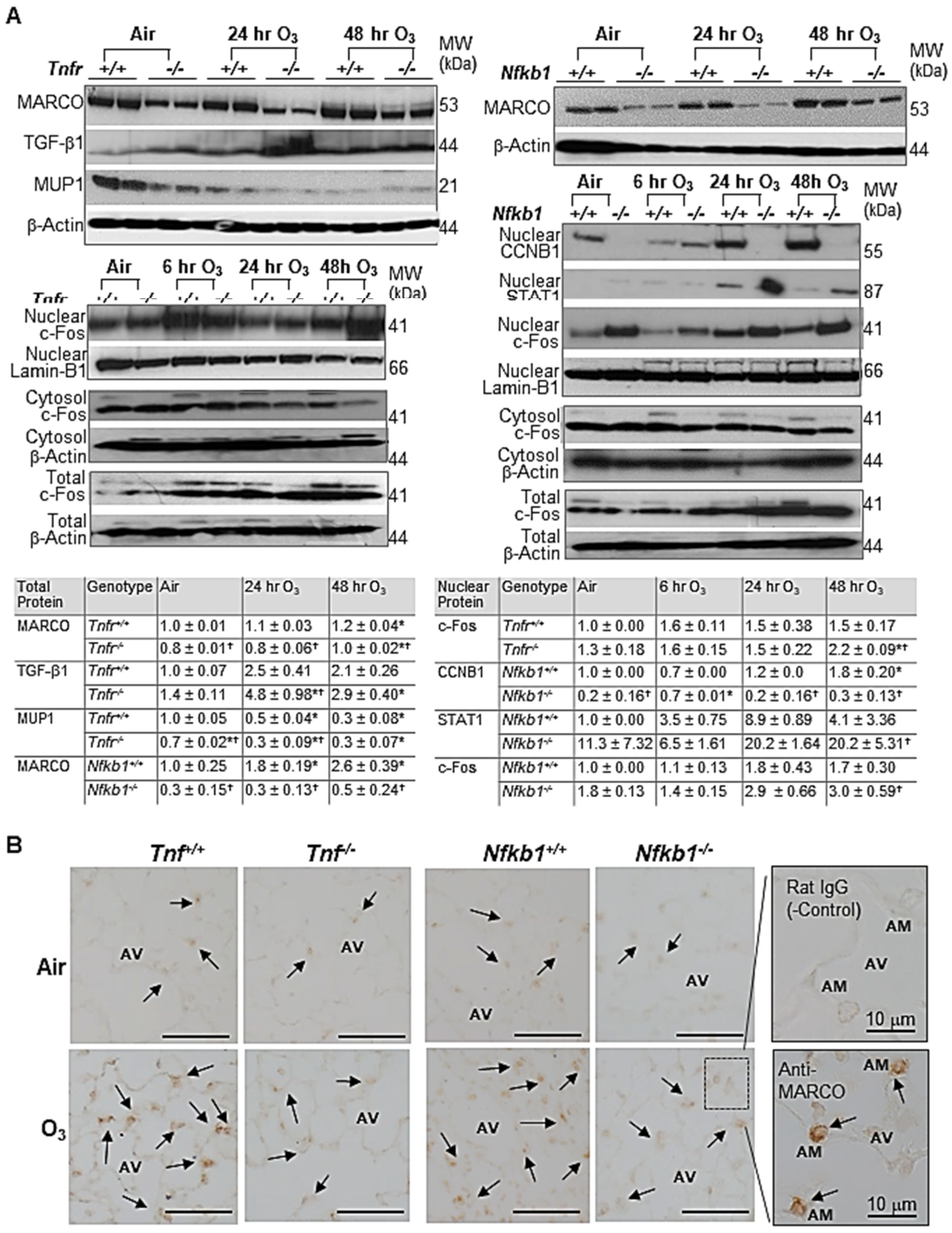 Antioxidants 10 01489 g005 Antioxidants 10 01489 g005