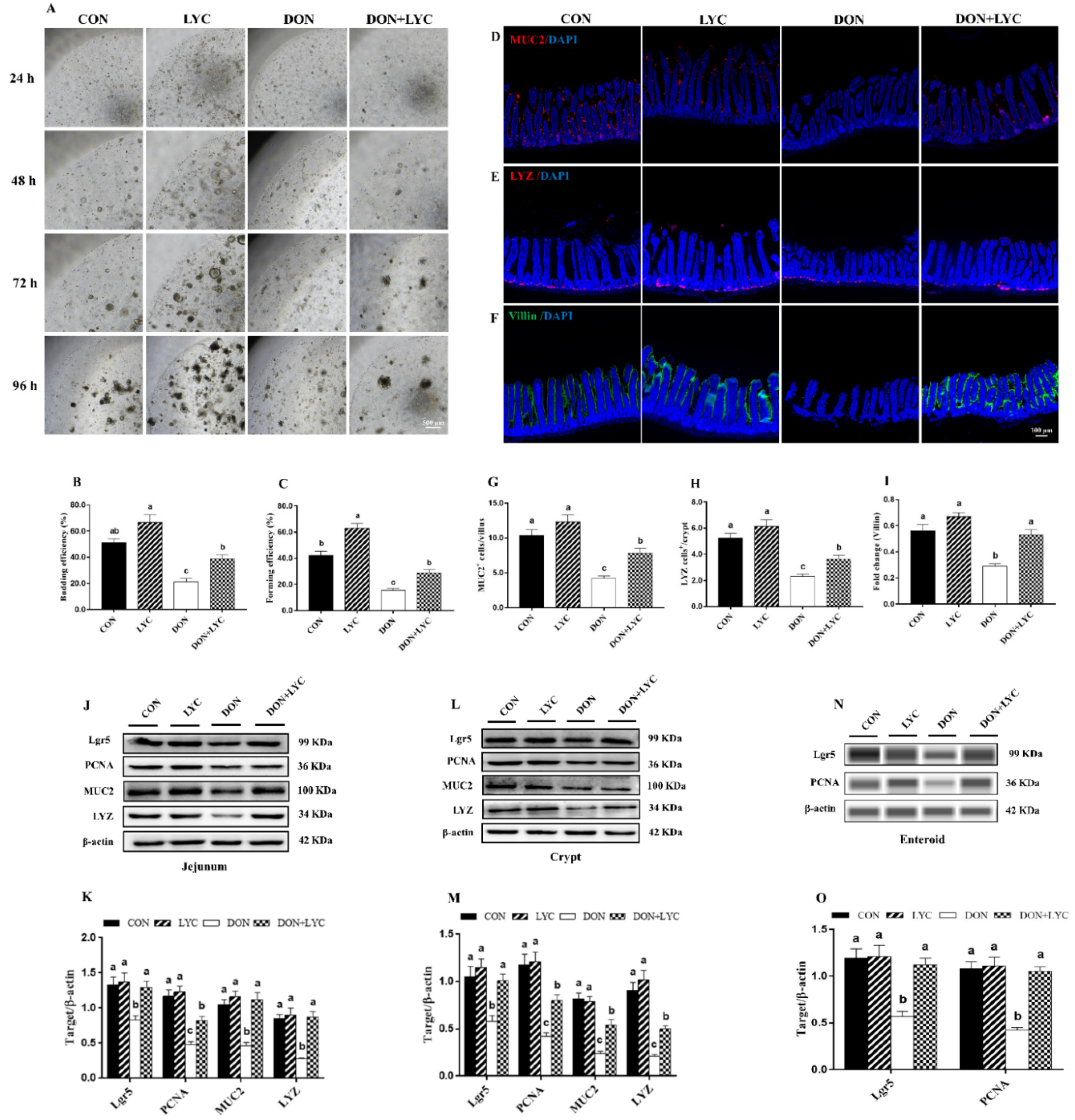 Antioxidants 10 01493 g004