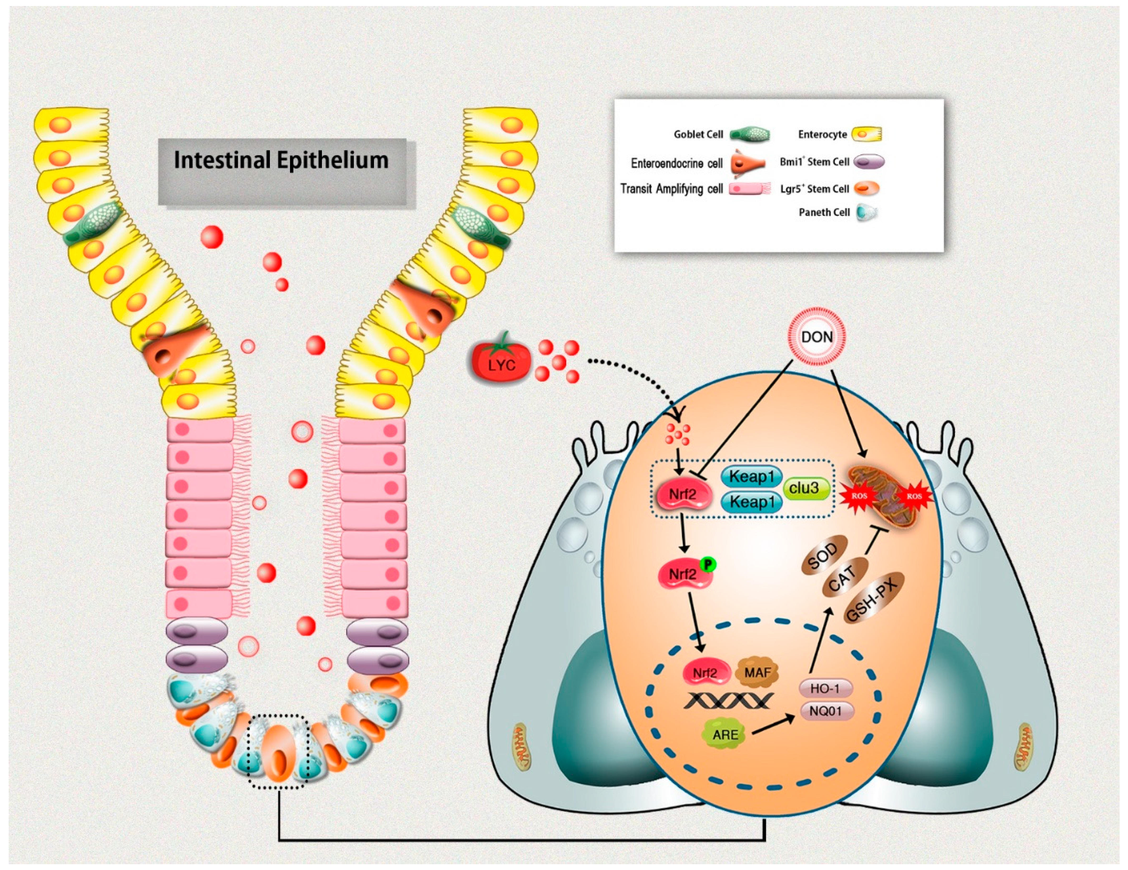 Antioxidants 10 01493 g007