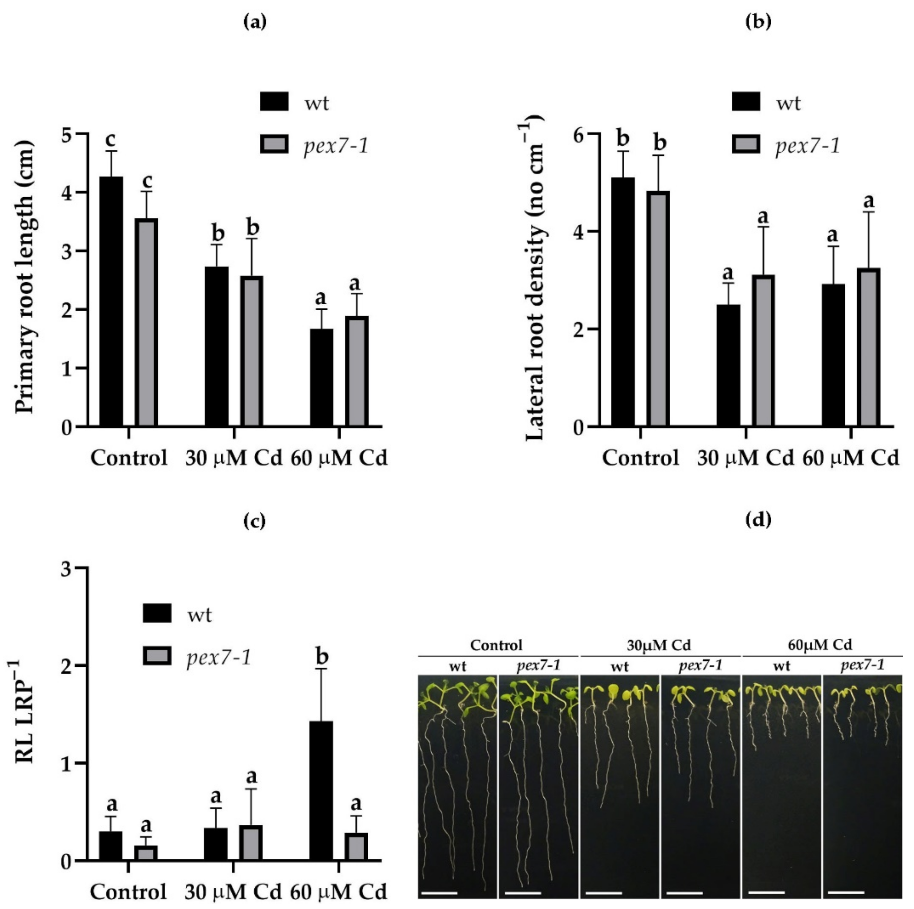 Antioxidants 10 01494 g002