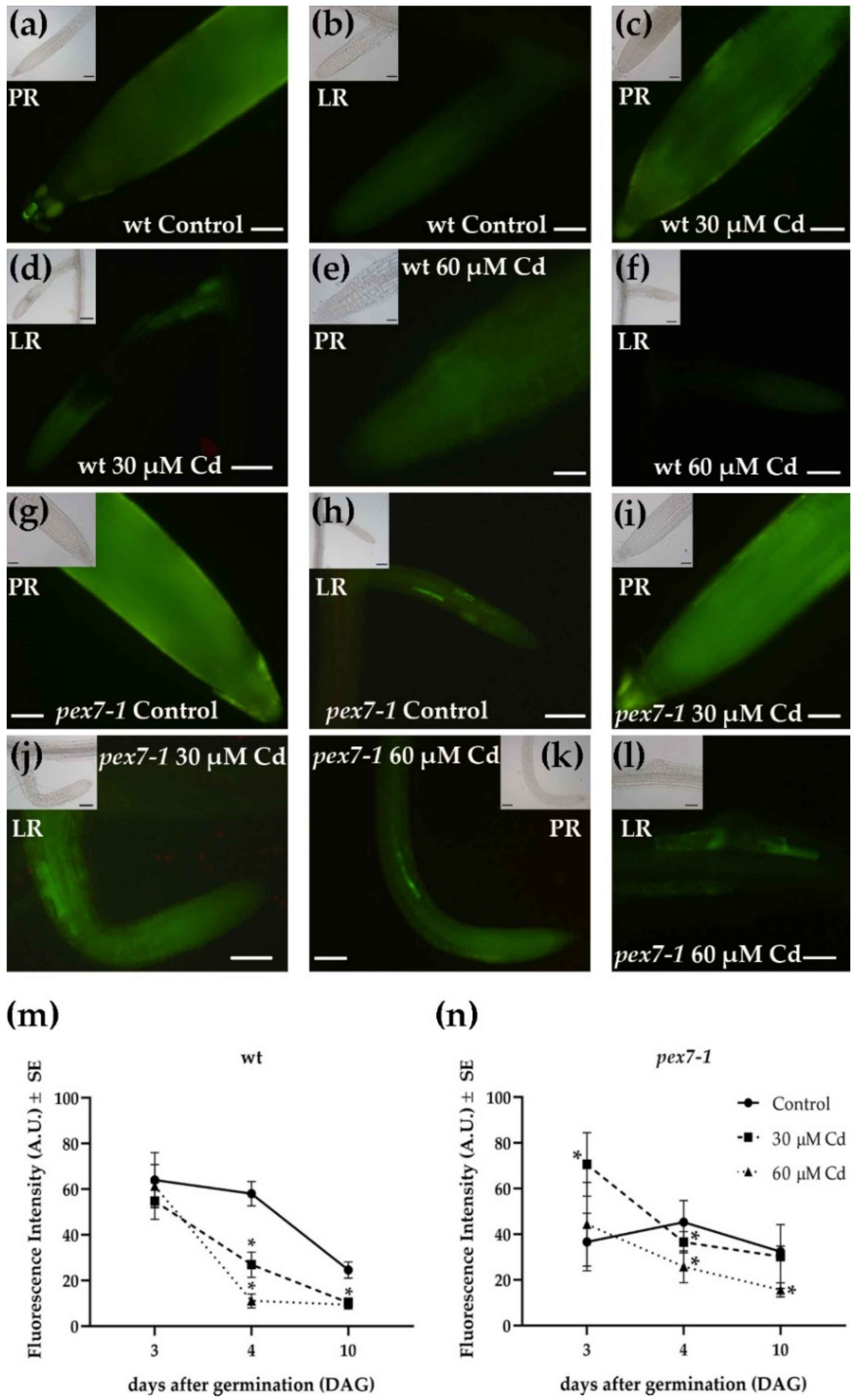 Antioxidants 10 01494 g008
