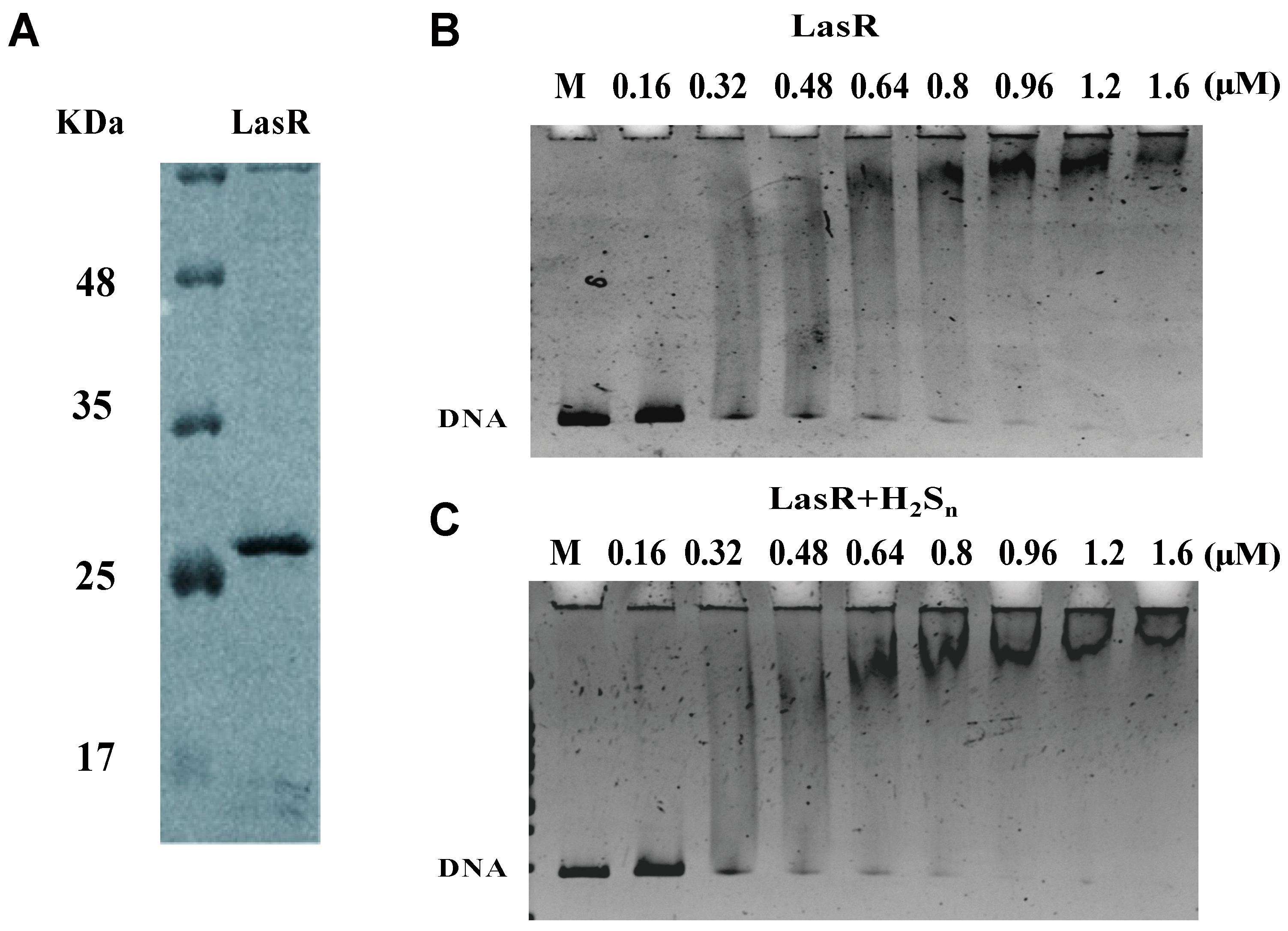 Antioxidants 10 01498 g004