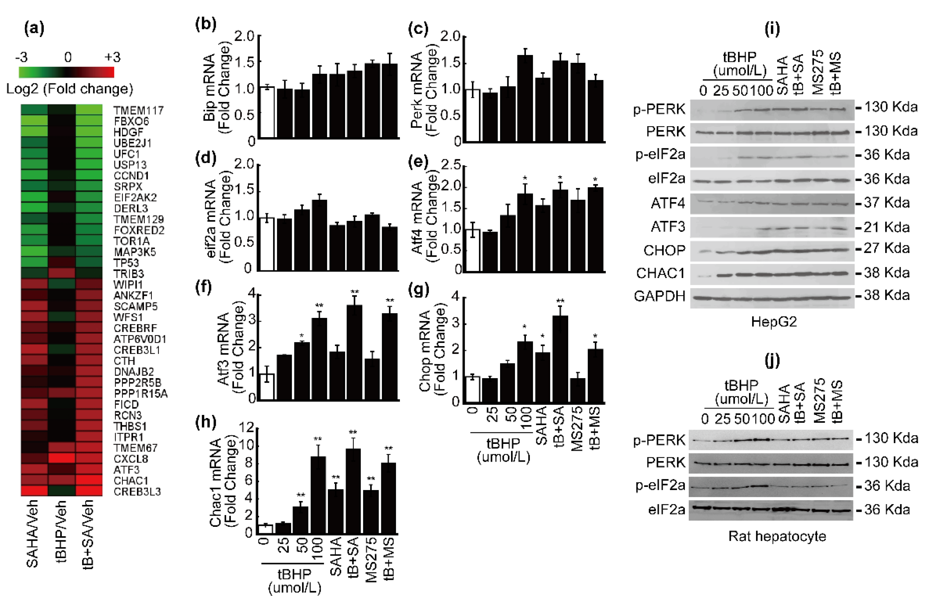 Antioxidants 10 01503 g002